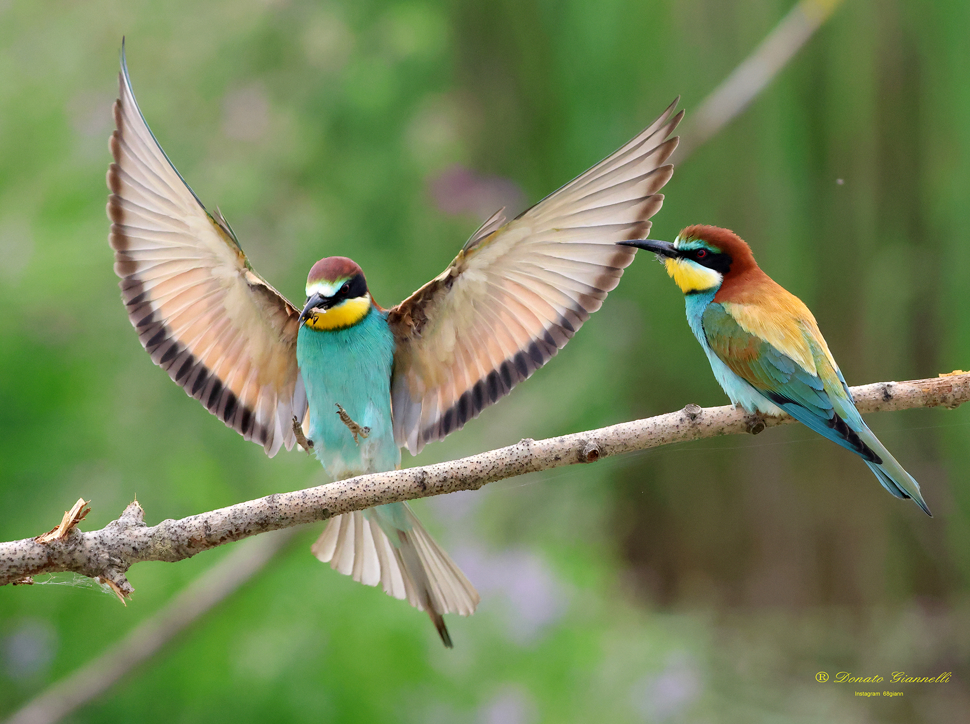 Bee-eaters Park of the plain Sesto F.no (Fi)
