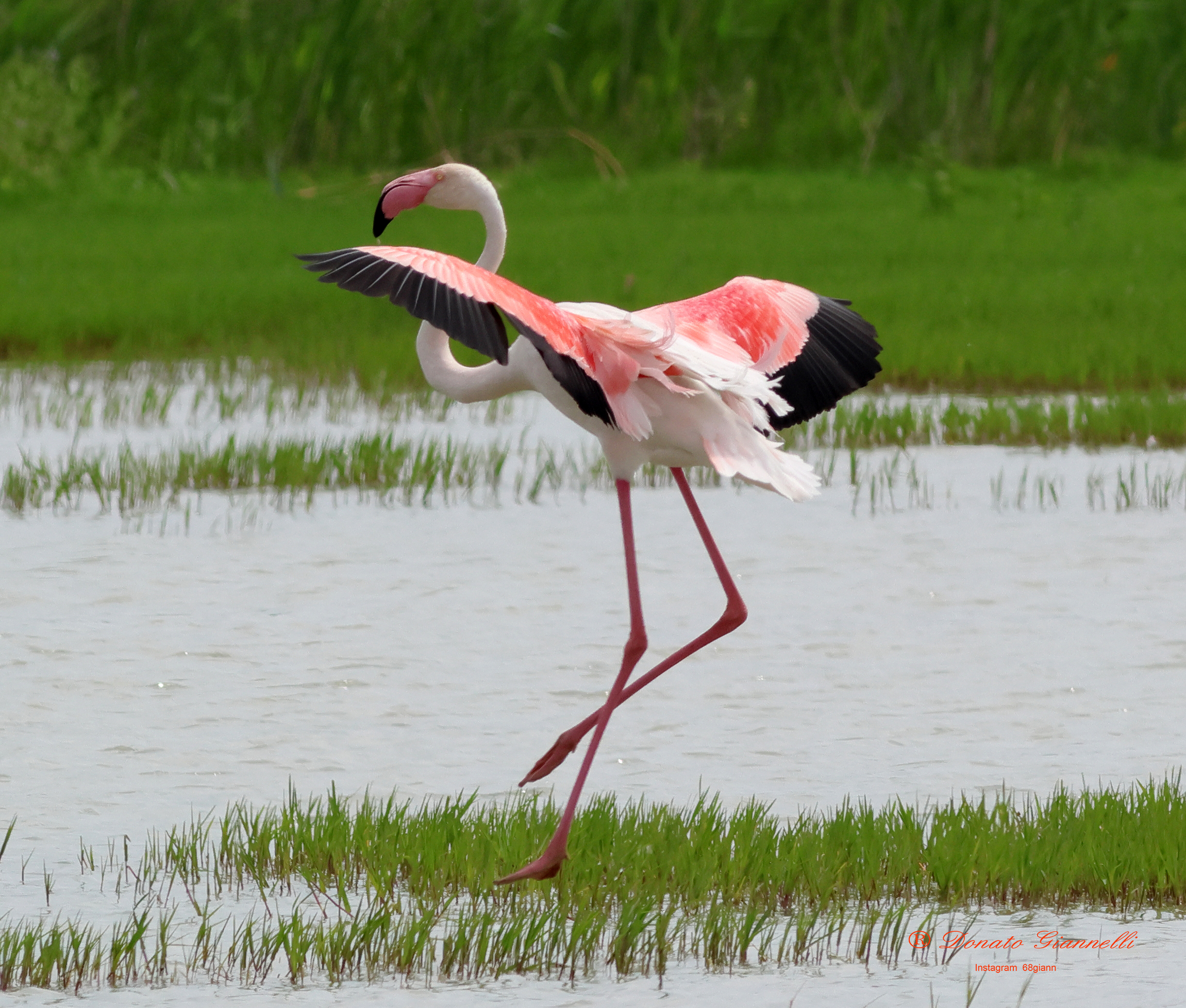 Pink flamingo Park of the plain Sesto F.no (Fi)