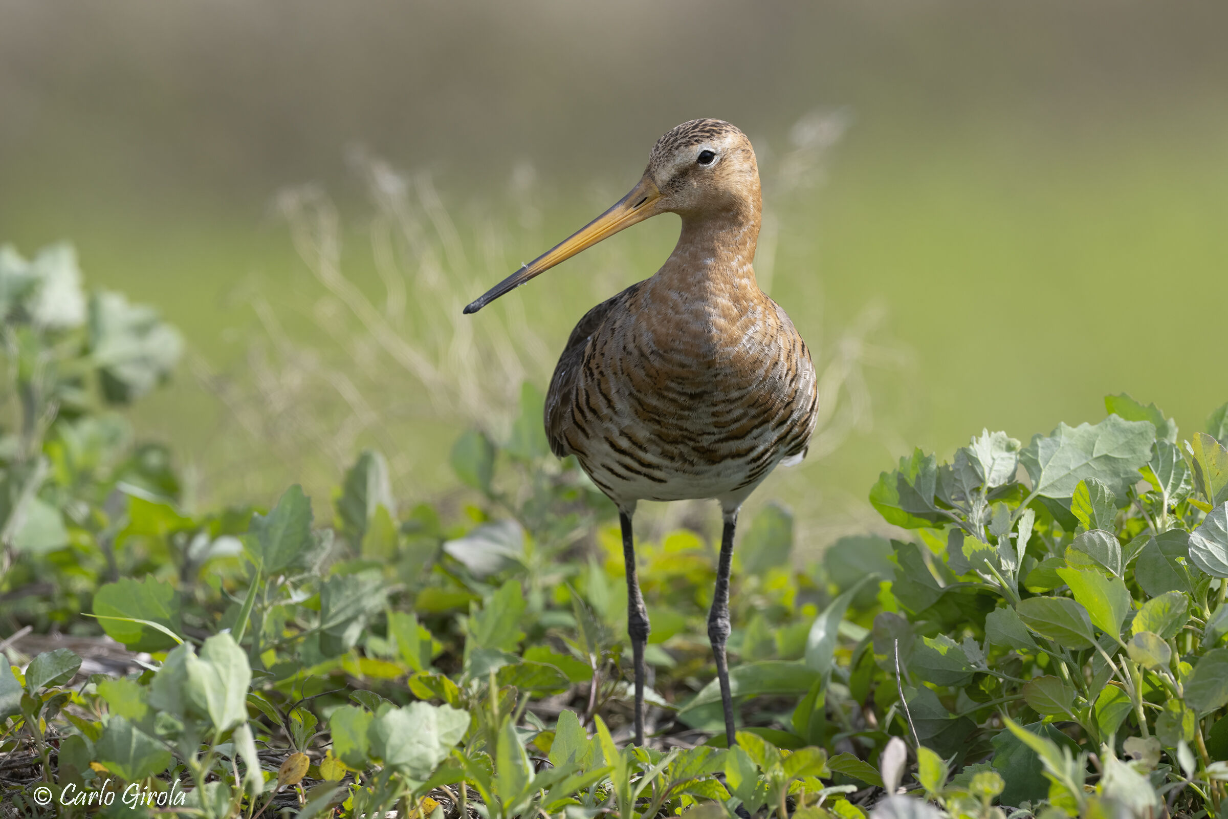 Pittima reale (Limosa limosa)