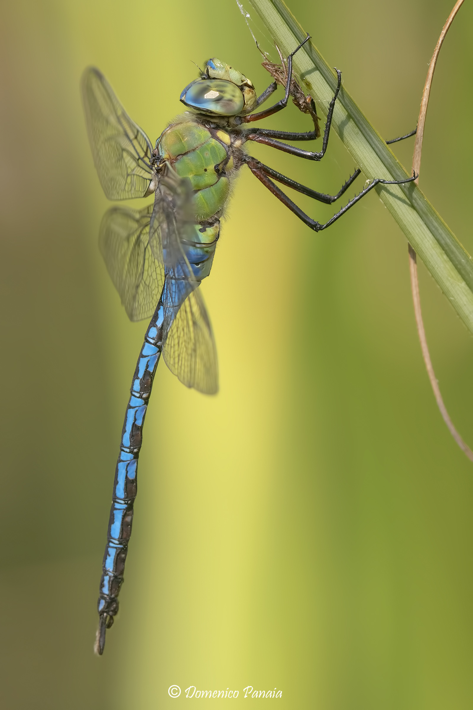 Anax Imperator