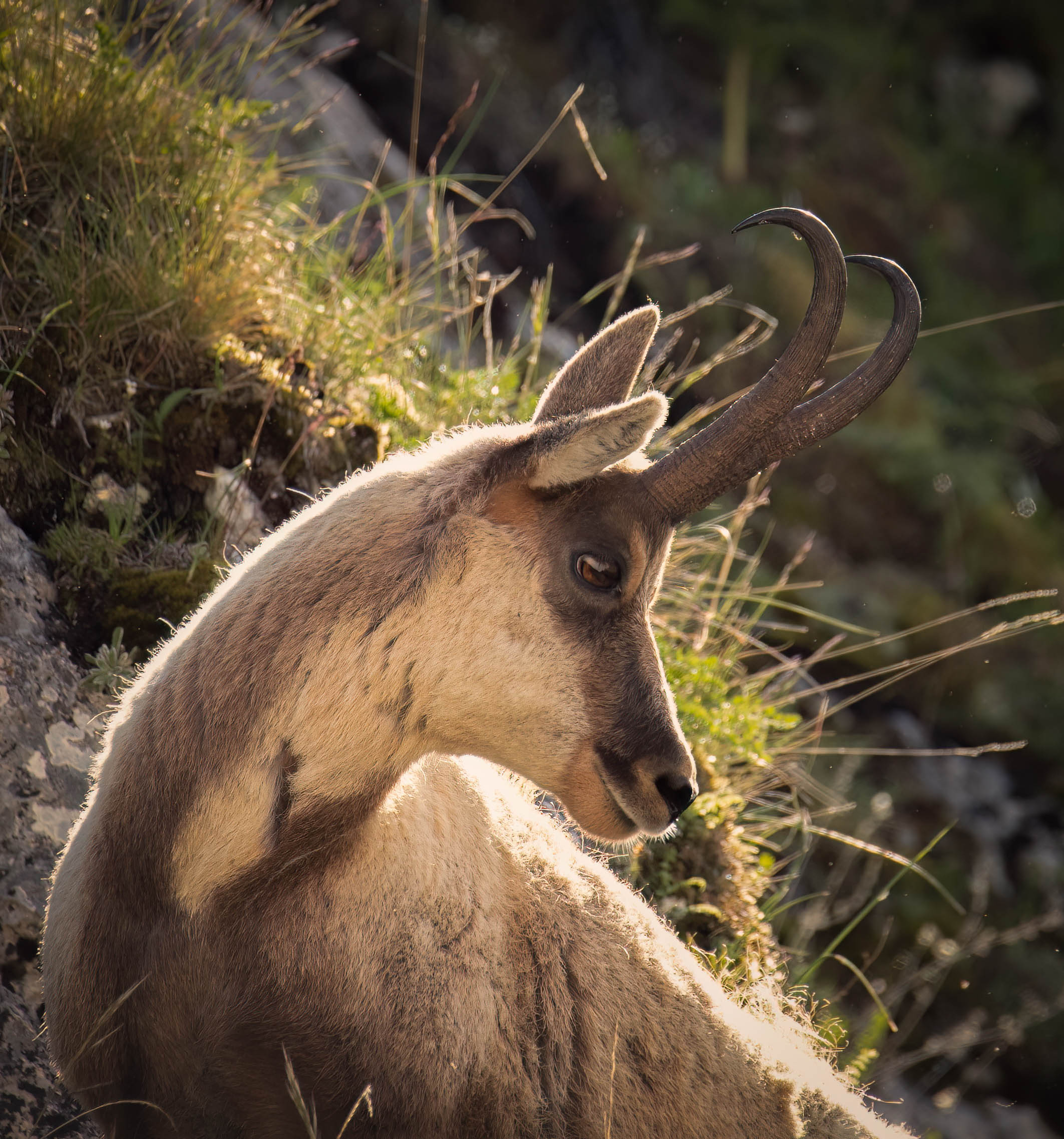 Apennine chamois