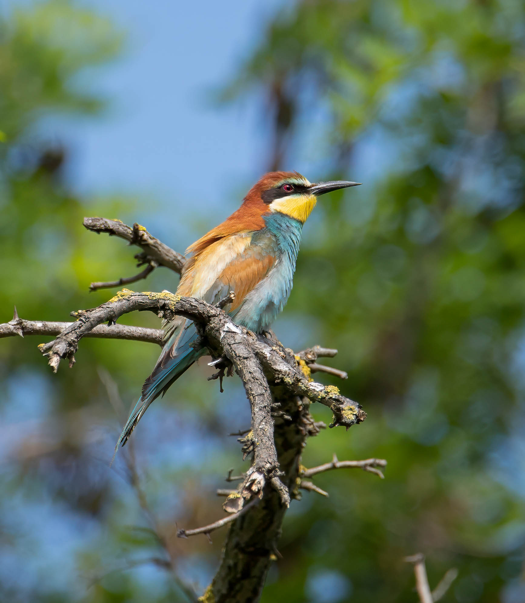 Bee-eater