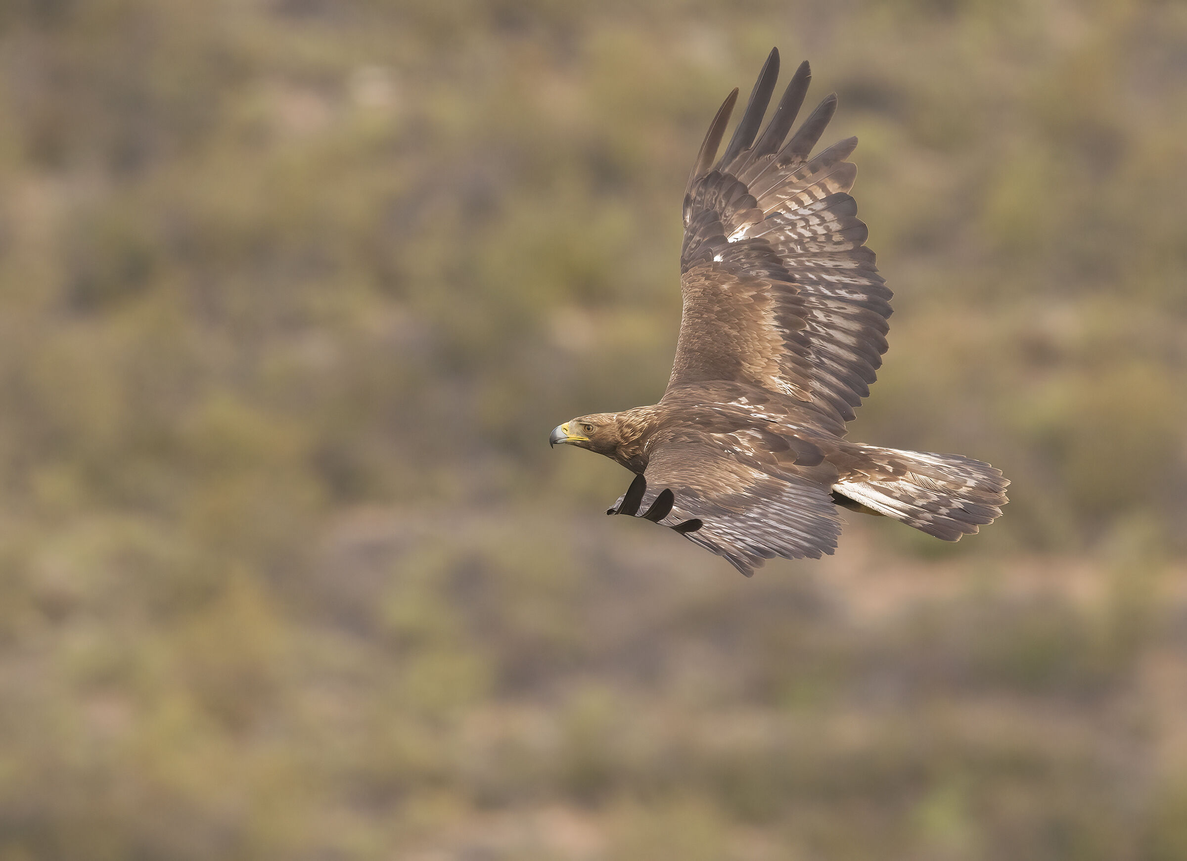 aquila reale in volo