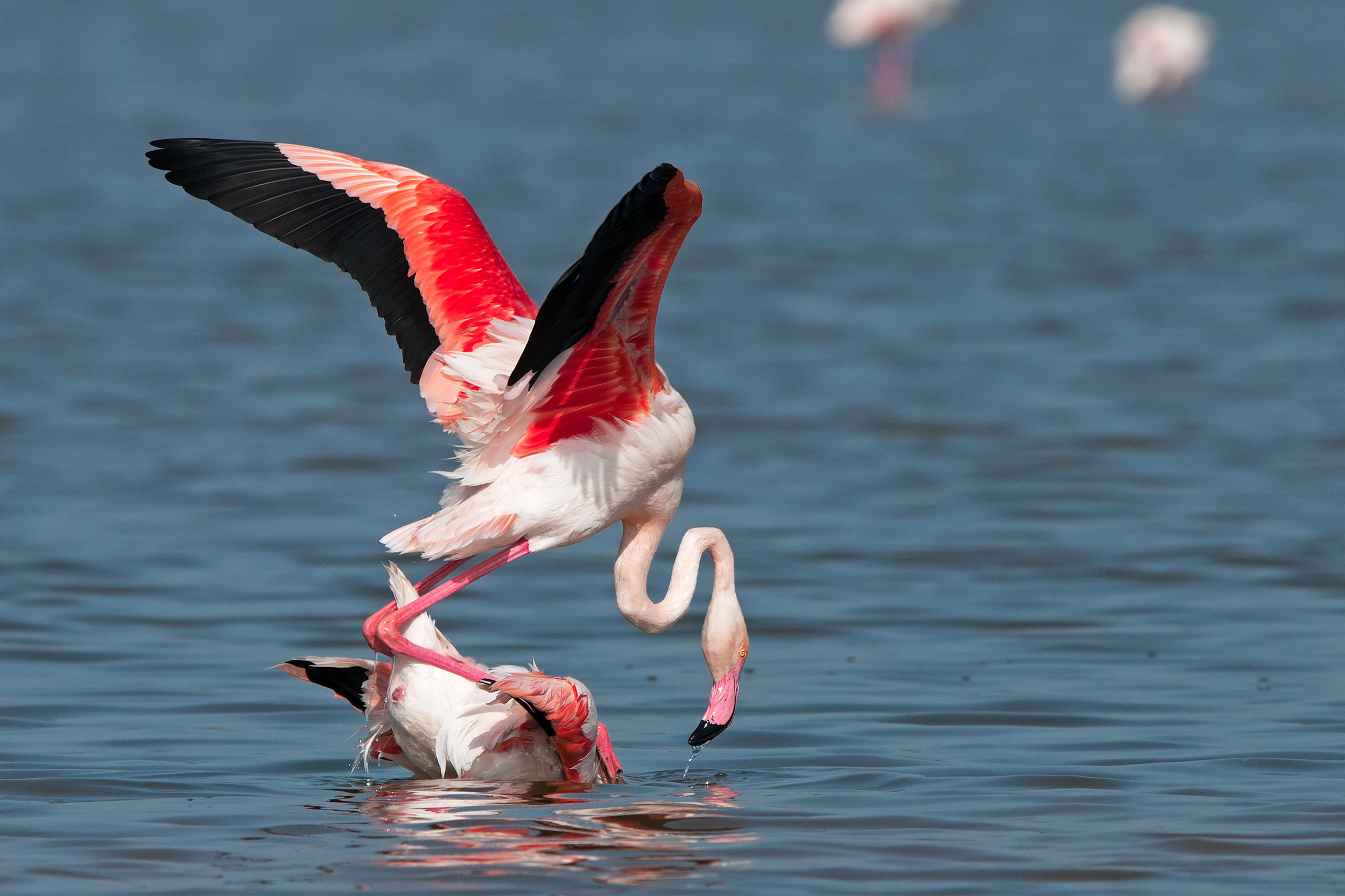 flamingos in the coupling