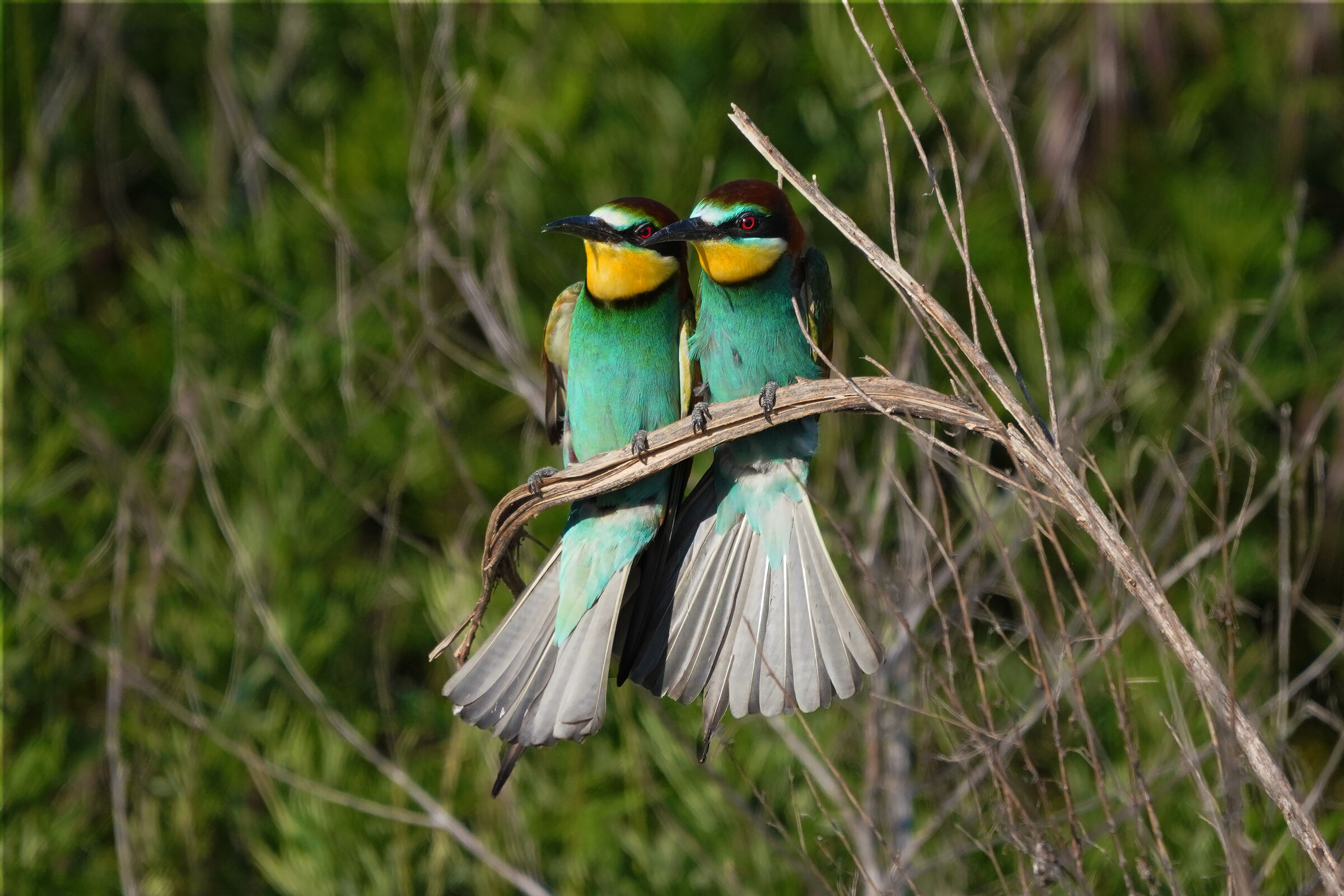 the couple