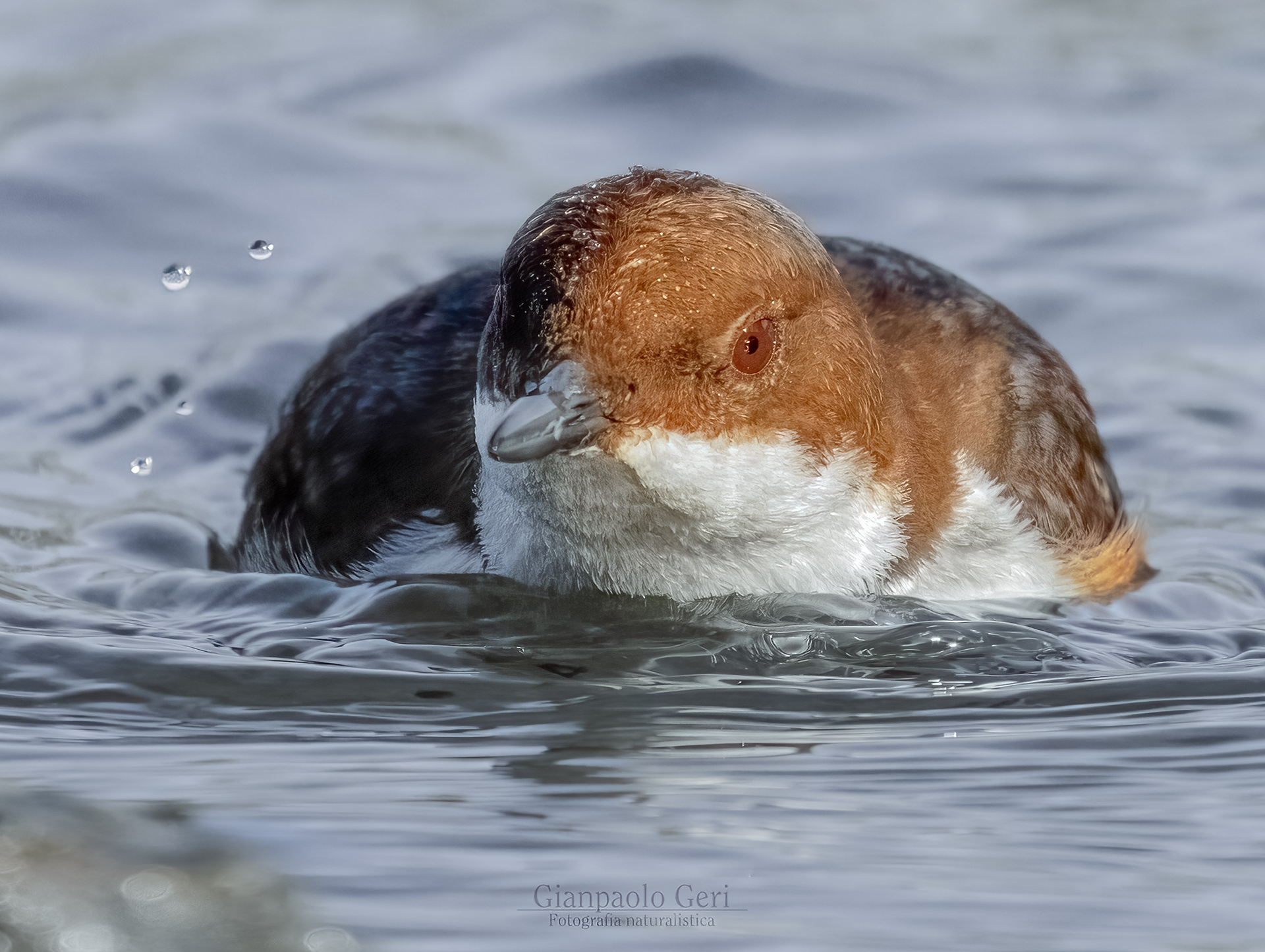 Merlo acquaiolo (Cinclus cinclus)