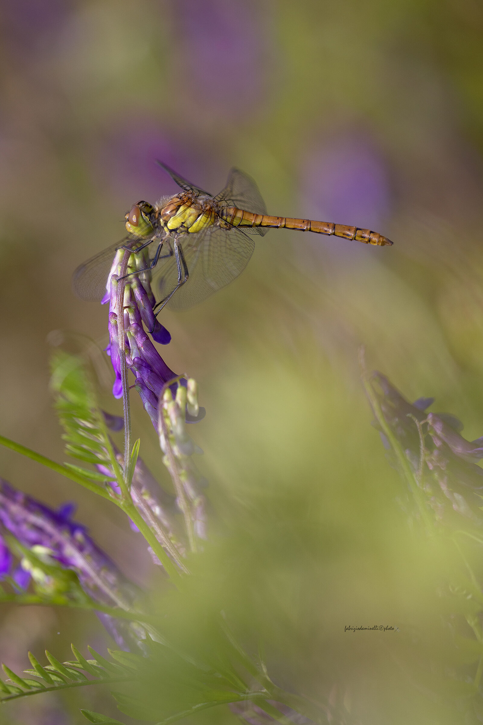 Sympetrum striolatum