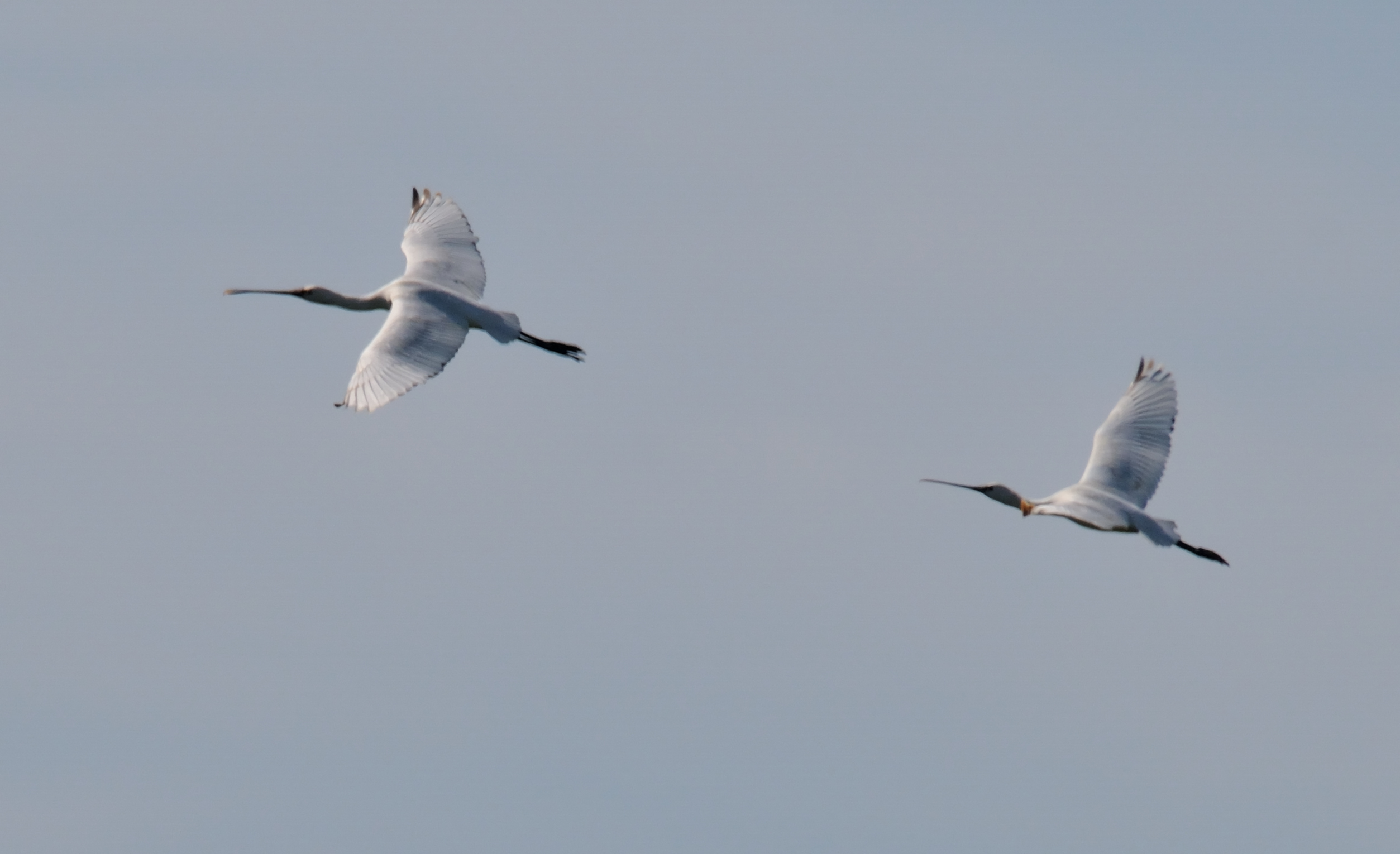 Spoonbills in flight