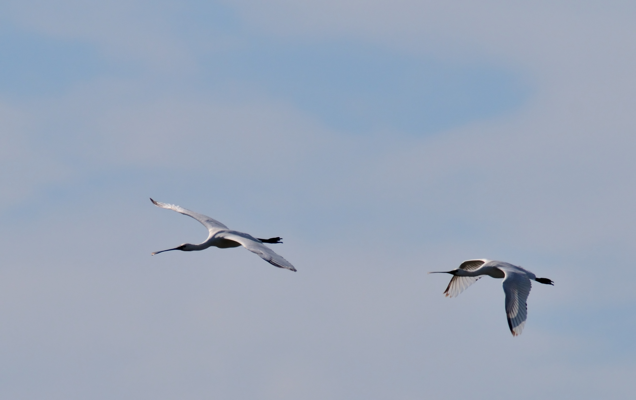Spoonbills in flight