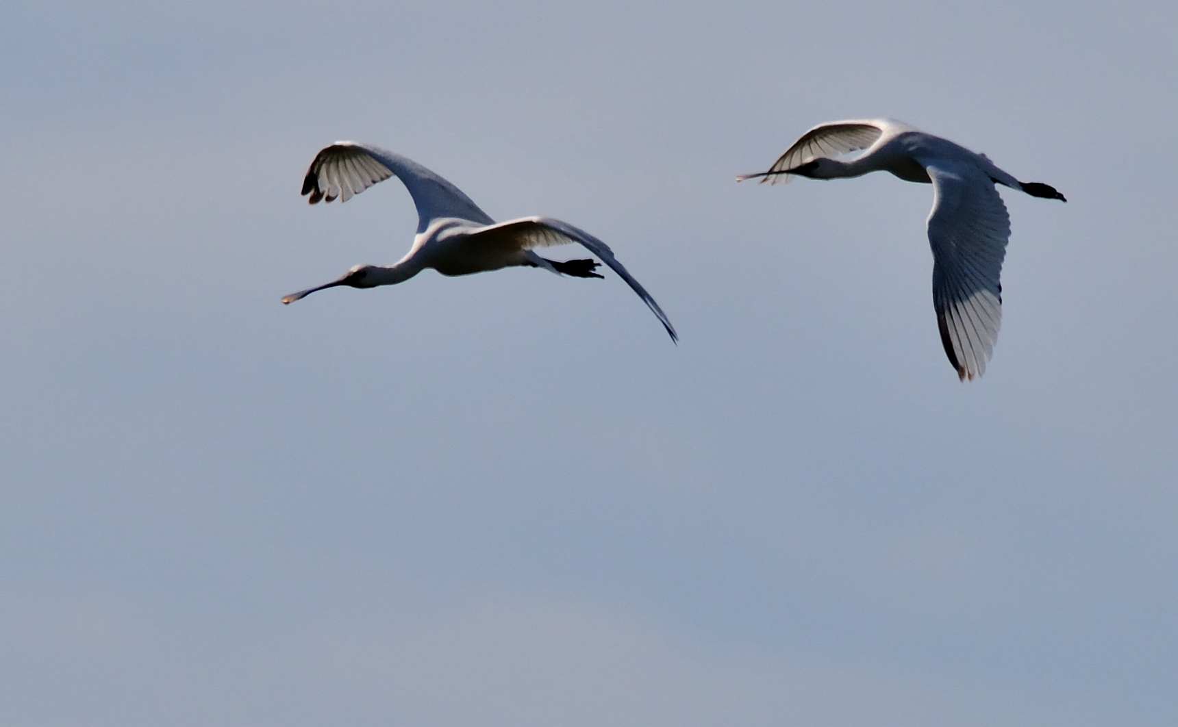 Spoonbills in flight