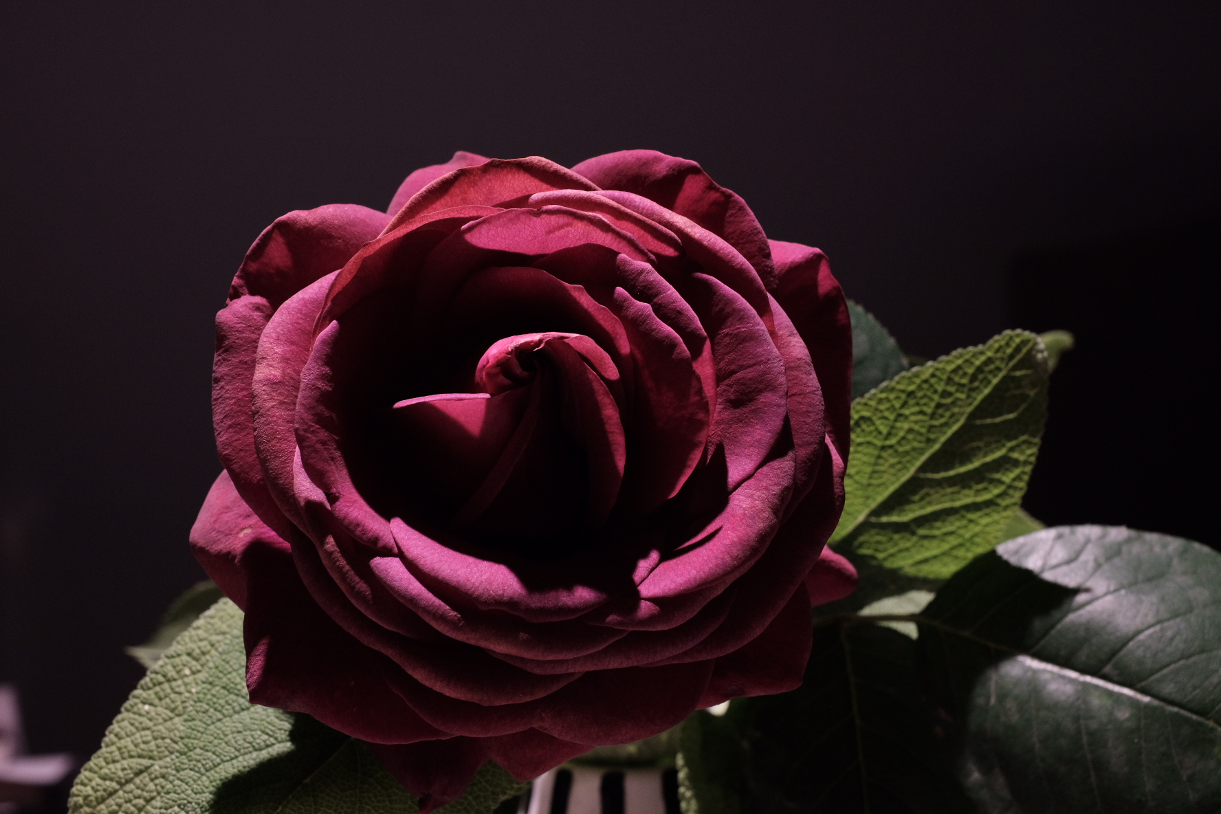 rosa