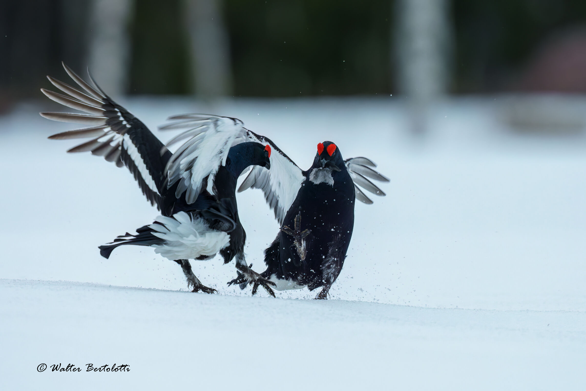 ti strappo le penne sai!
