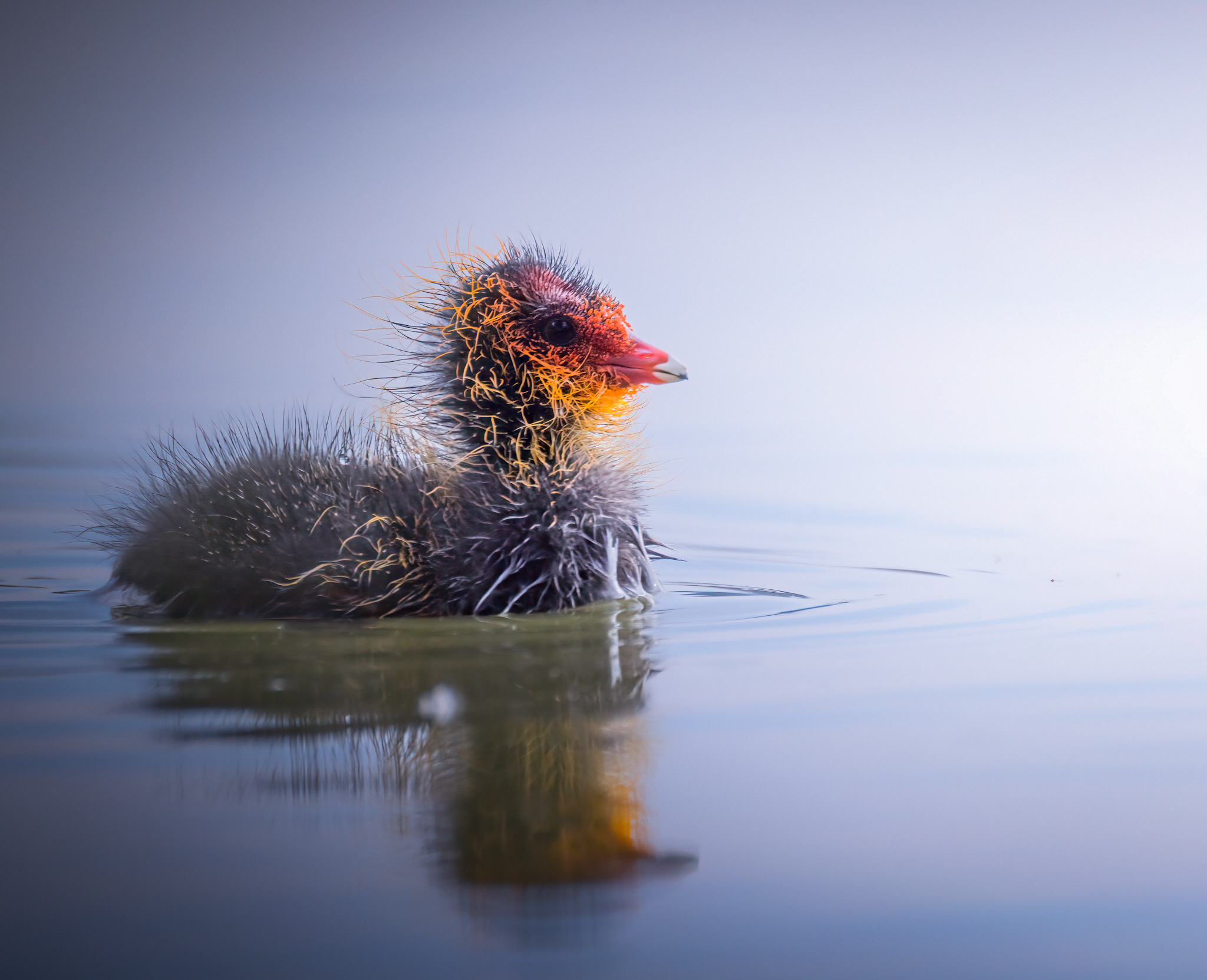 Piccolo di Coot Toscana