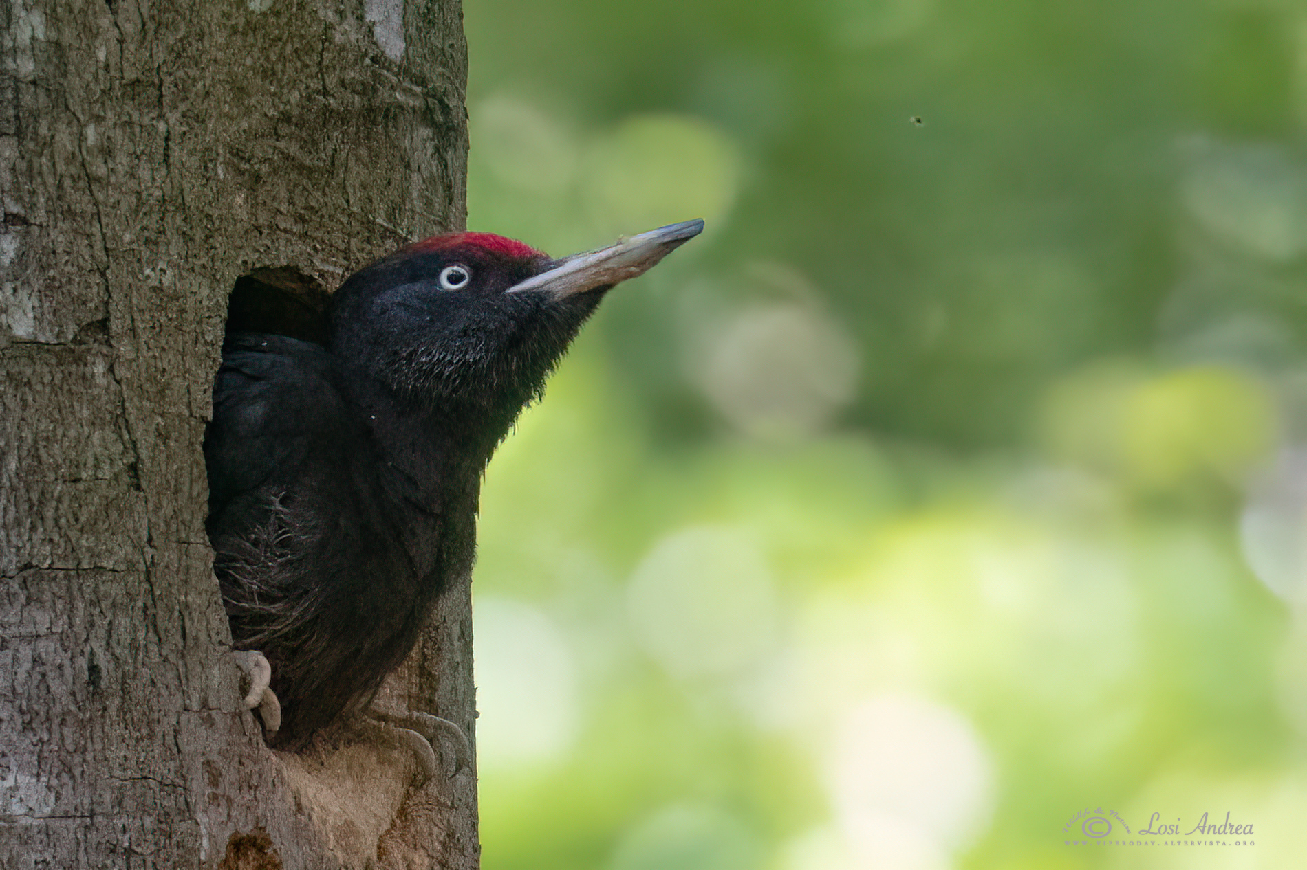 The great comeback...