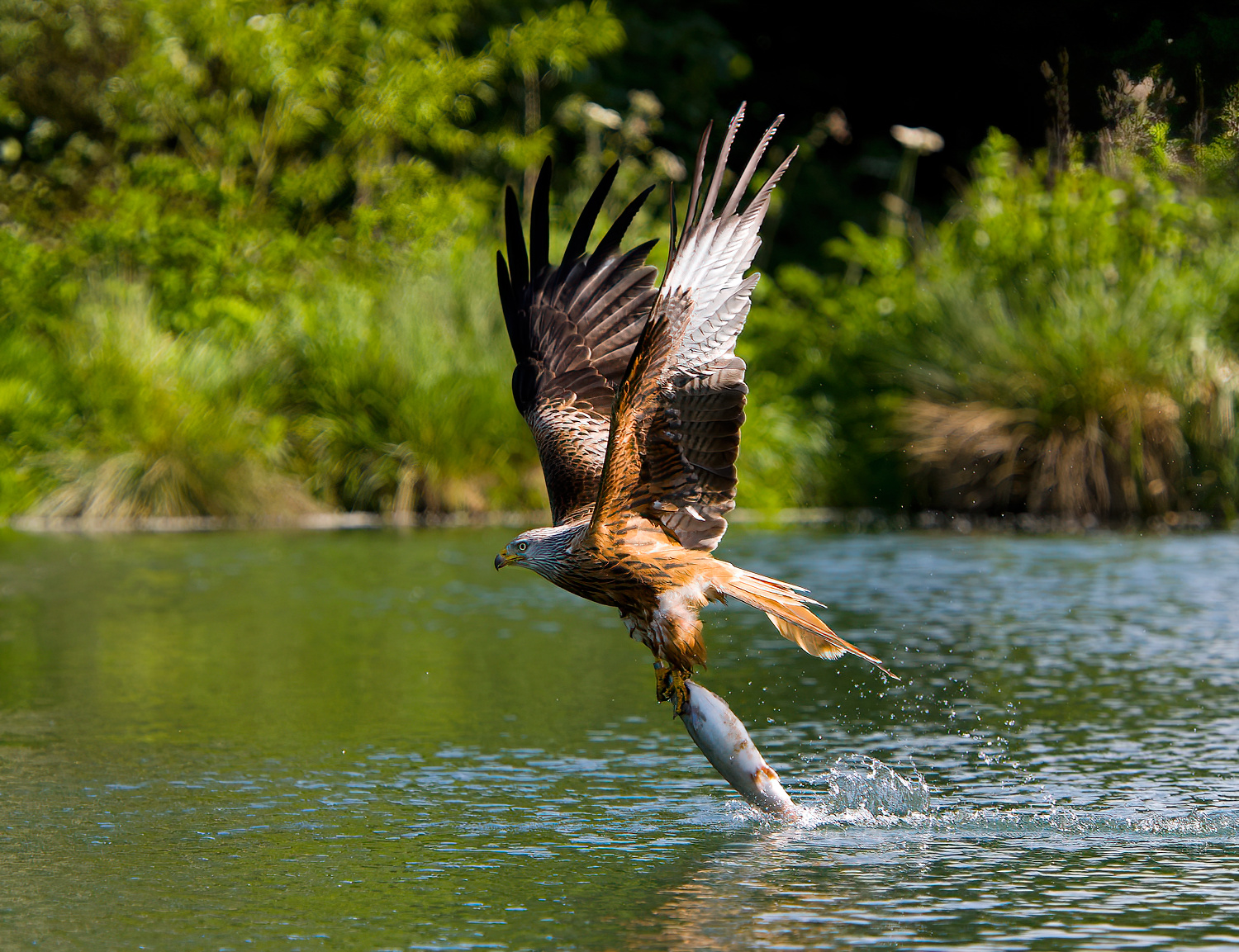 The Fishing Kite