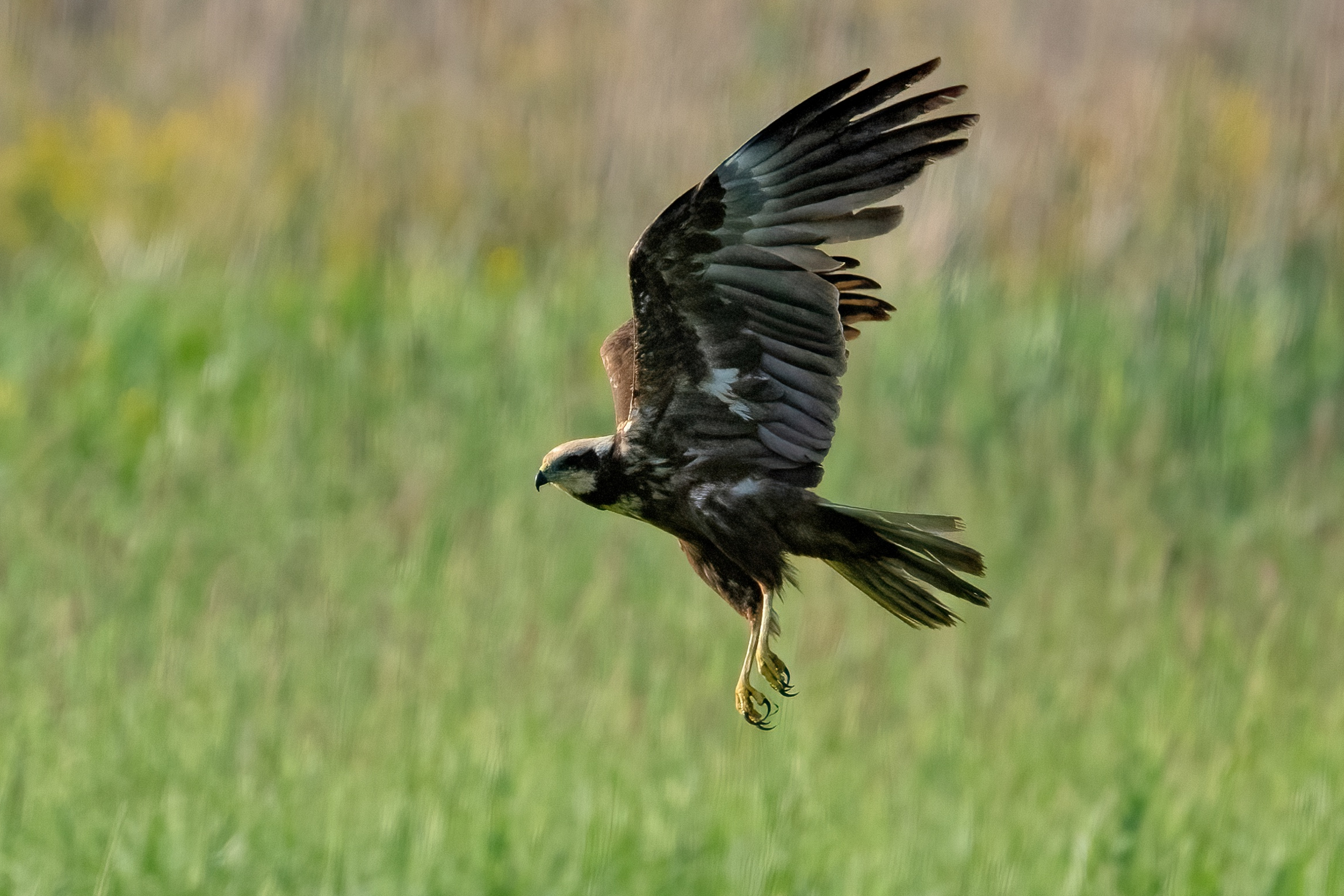 Marsh harrier (Circus aeruginosus)