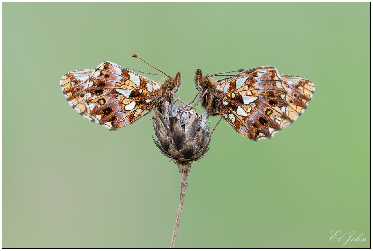 Boloria