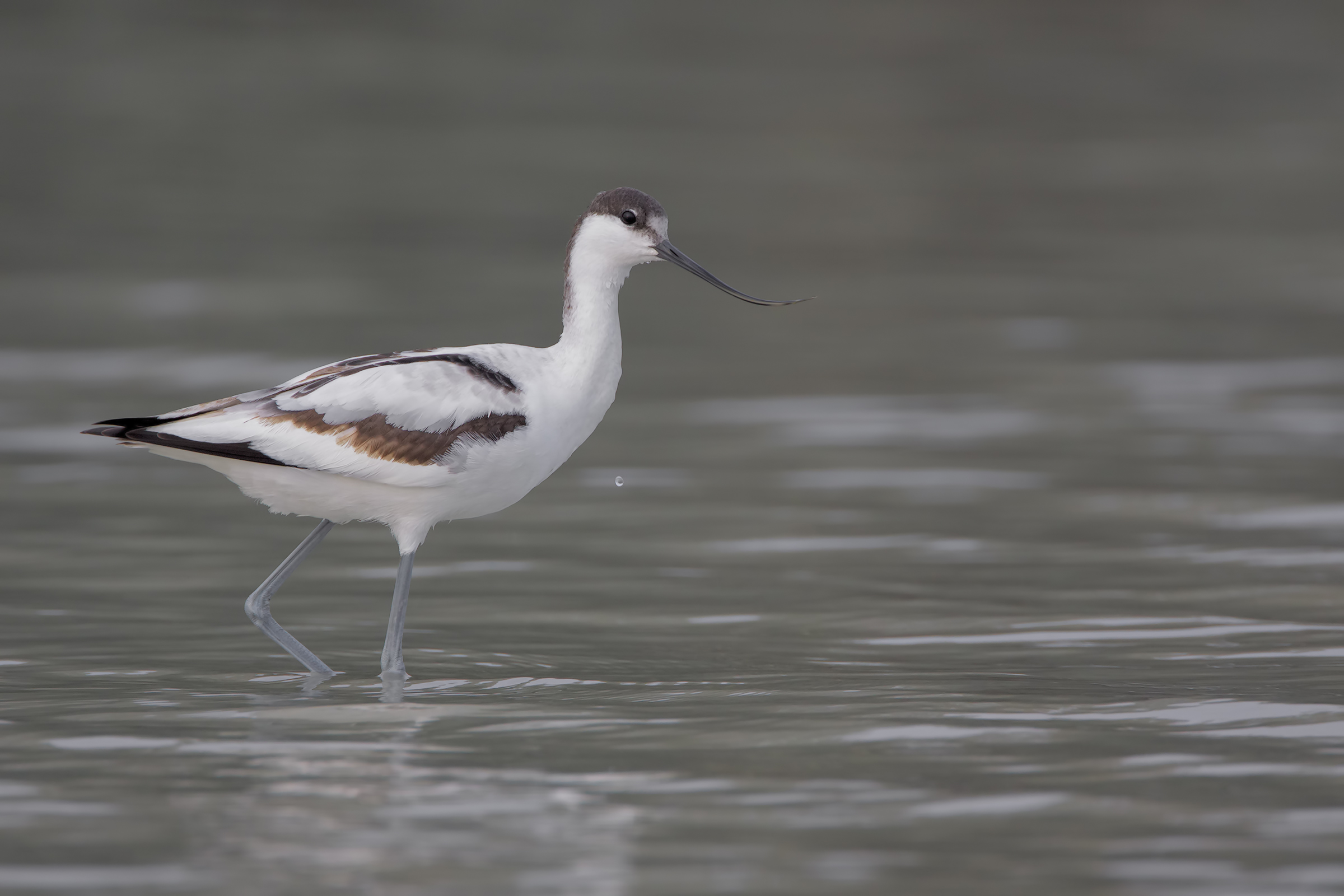 Avocetta