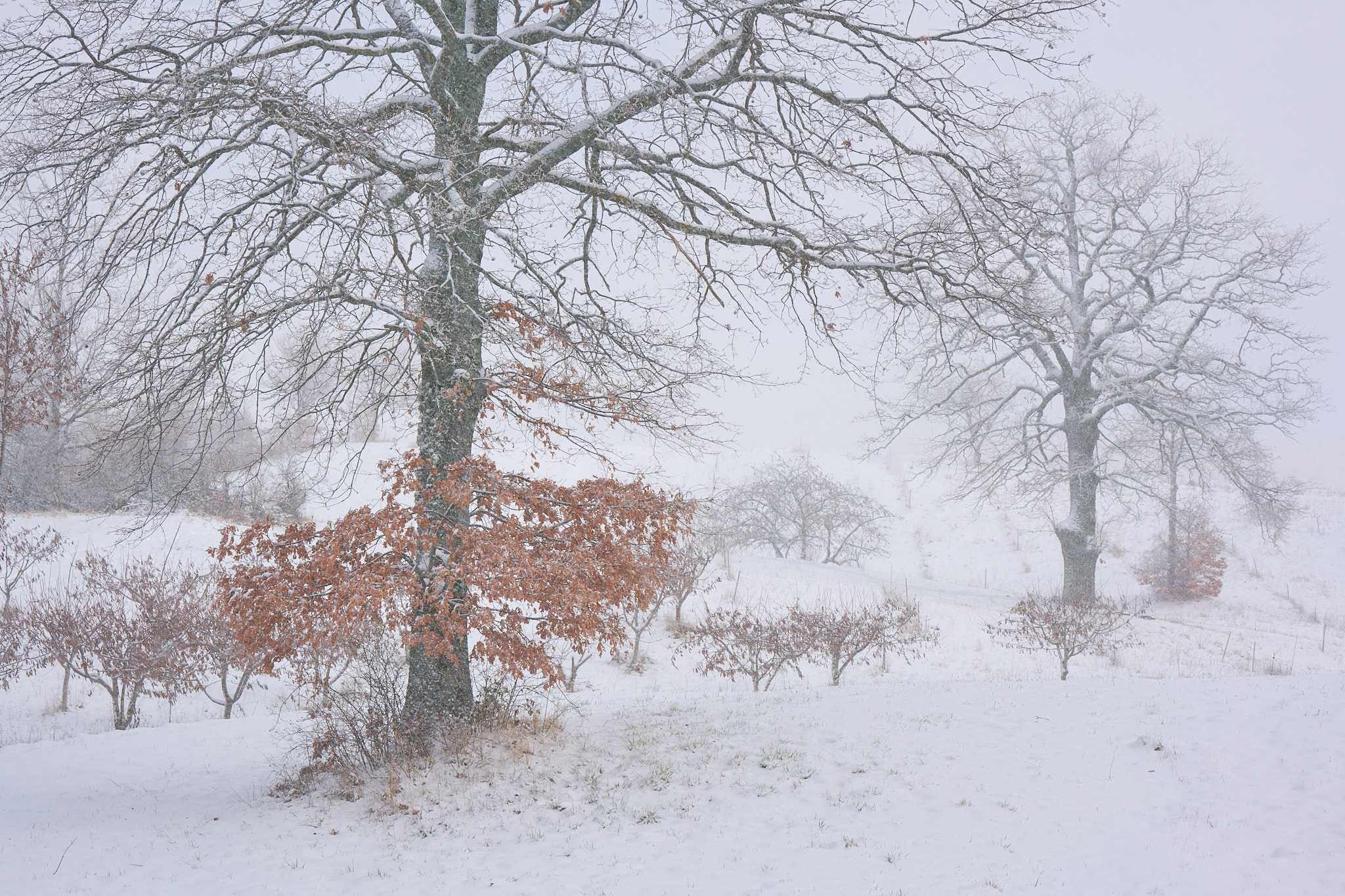 snowing in the field