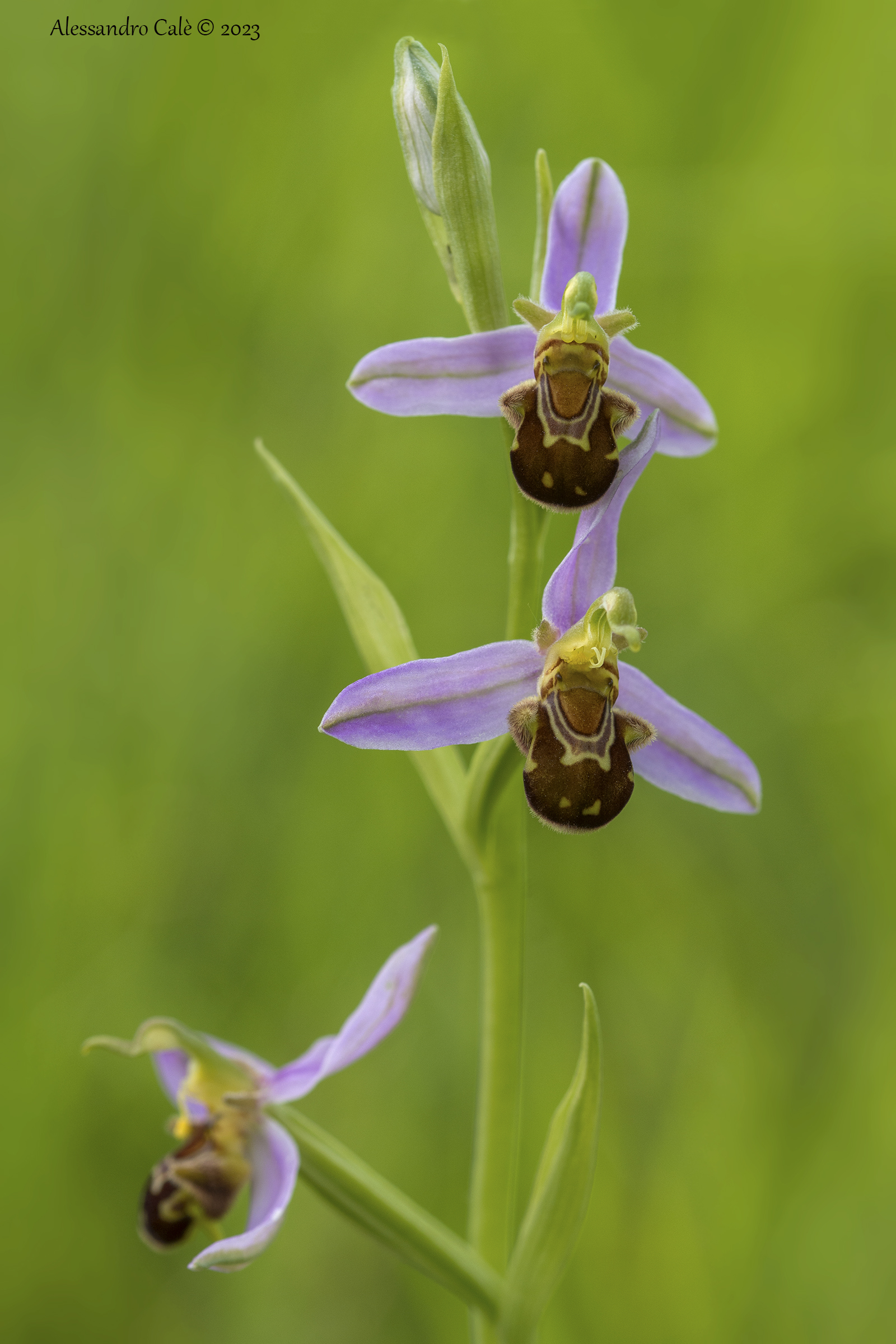 Ophrys apifera 8650