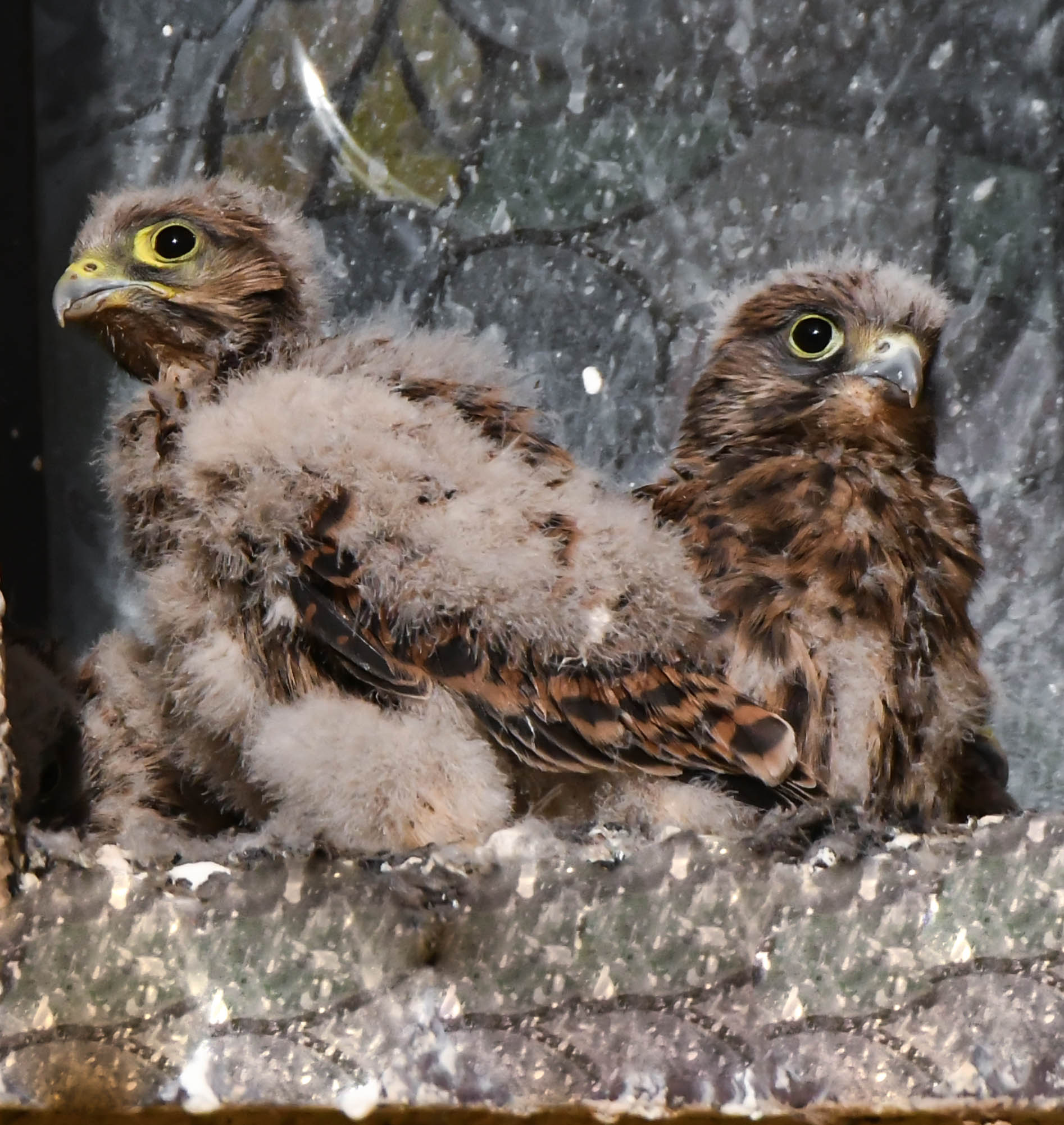 Window in Warsaw. May 30, 2023 (b)