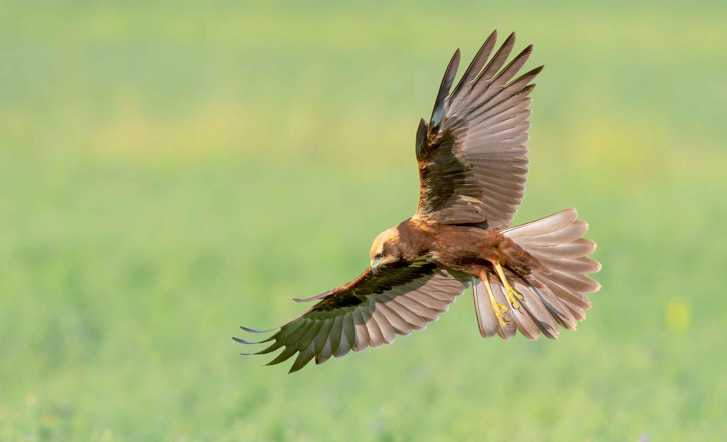 marsh harrier