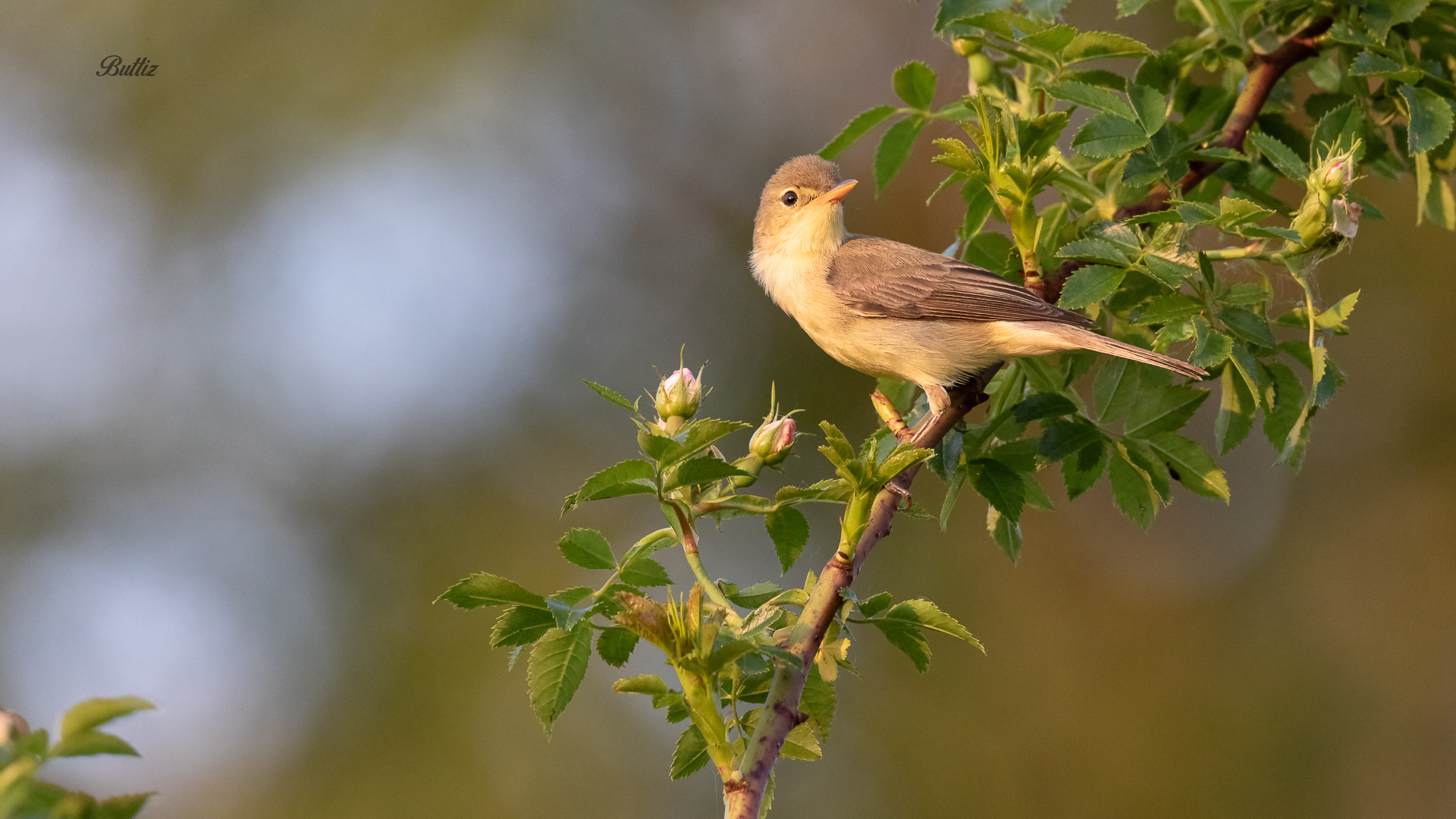 Canapino al tramonto