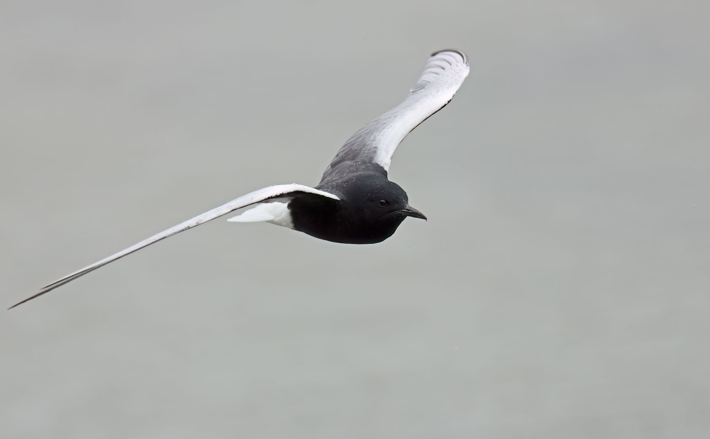 Alibianche in the rain 1