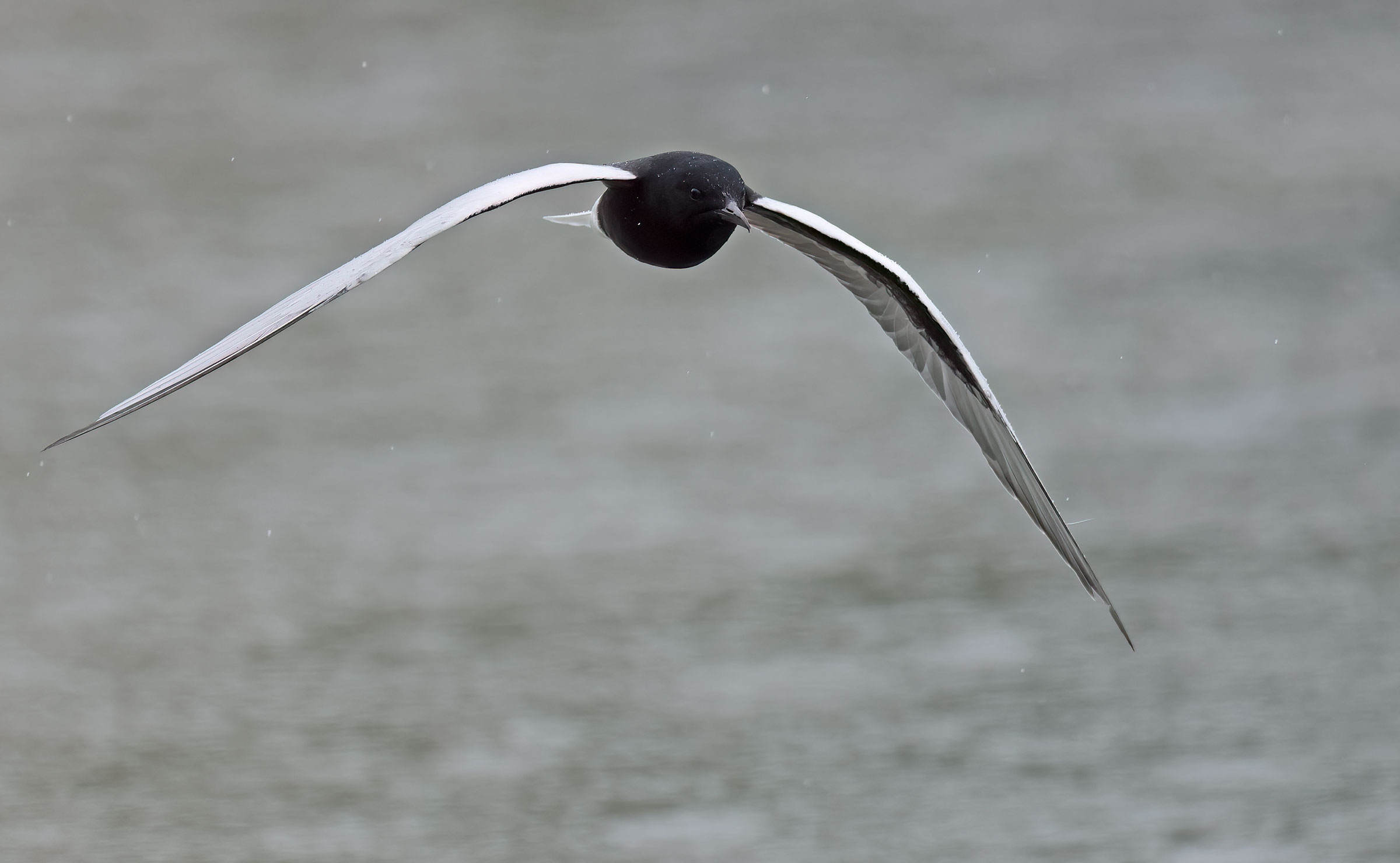 Alibianche in the rain 2