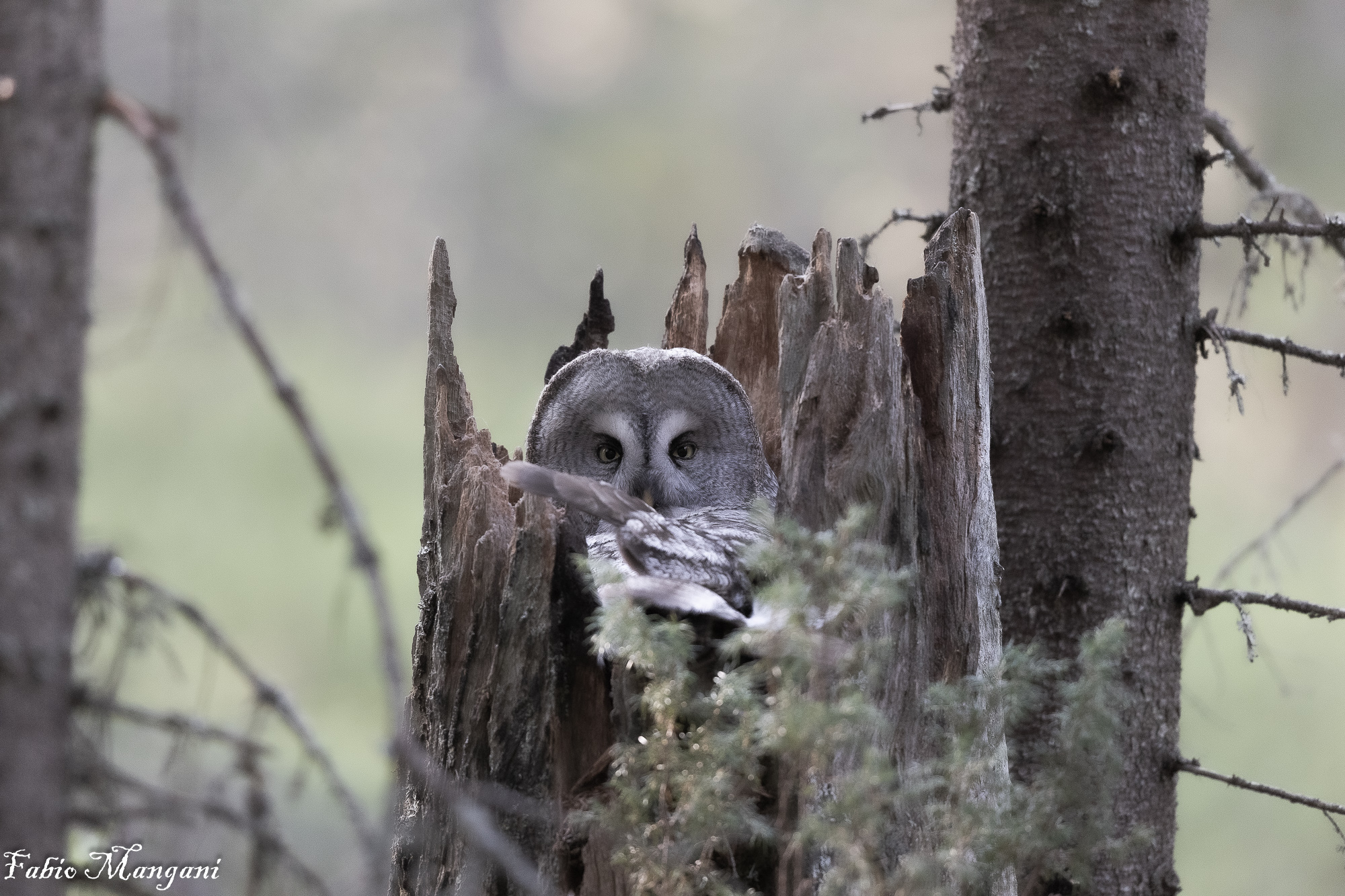 Allocco di Lapponia in cova