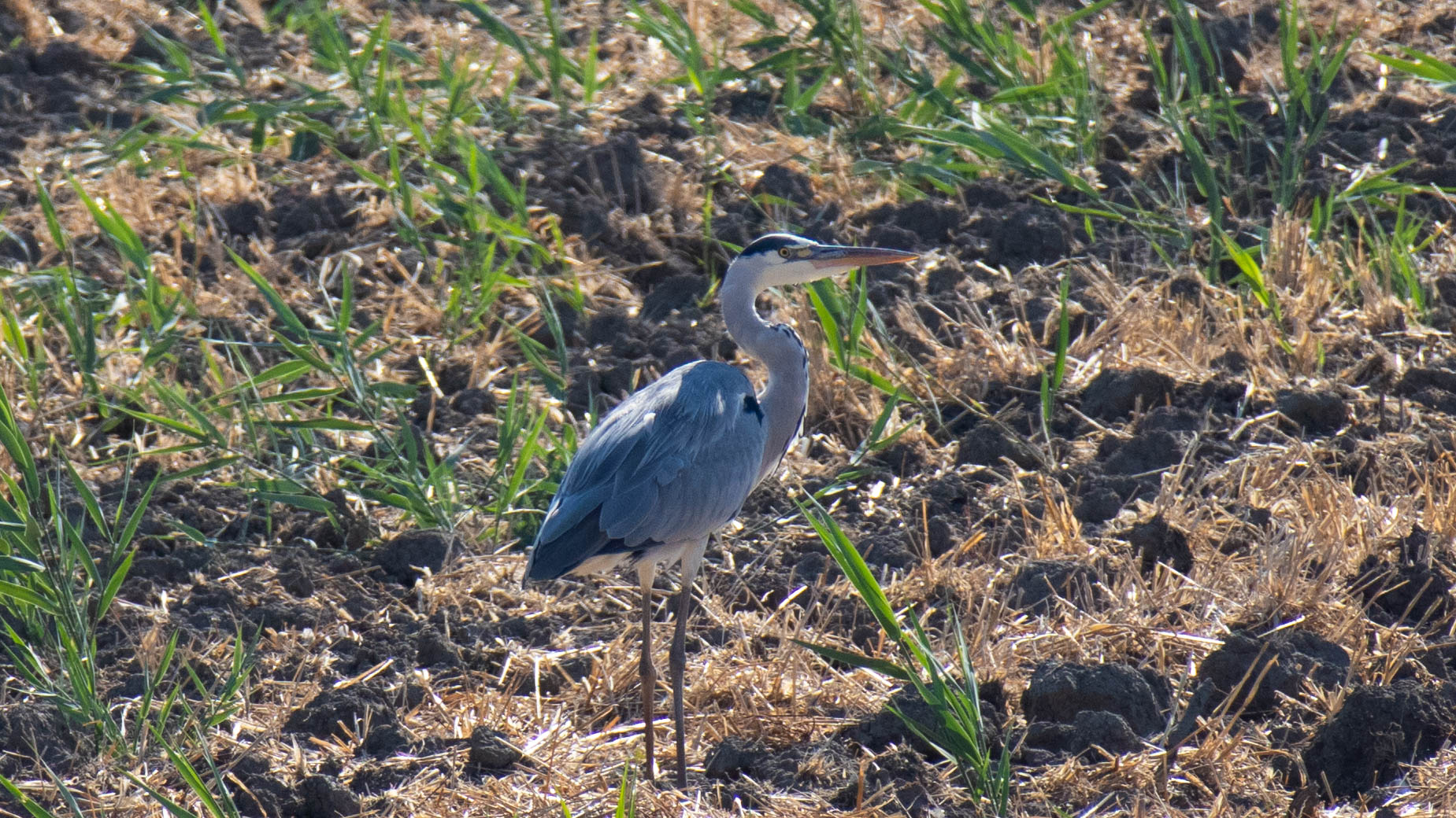 grey heron