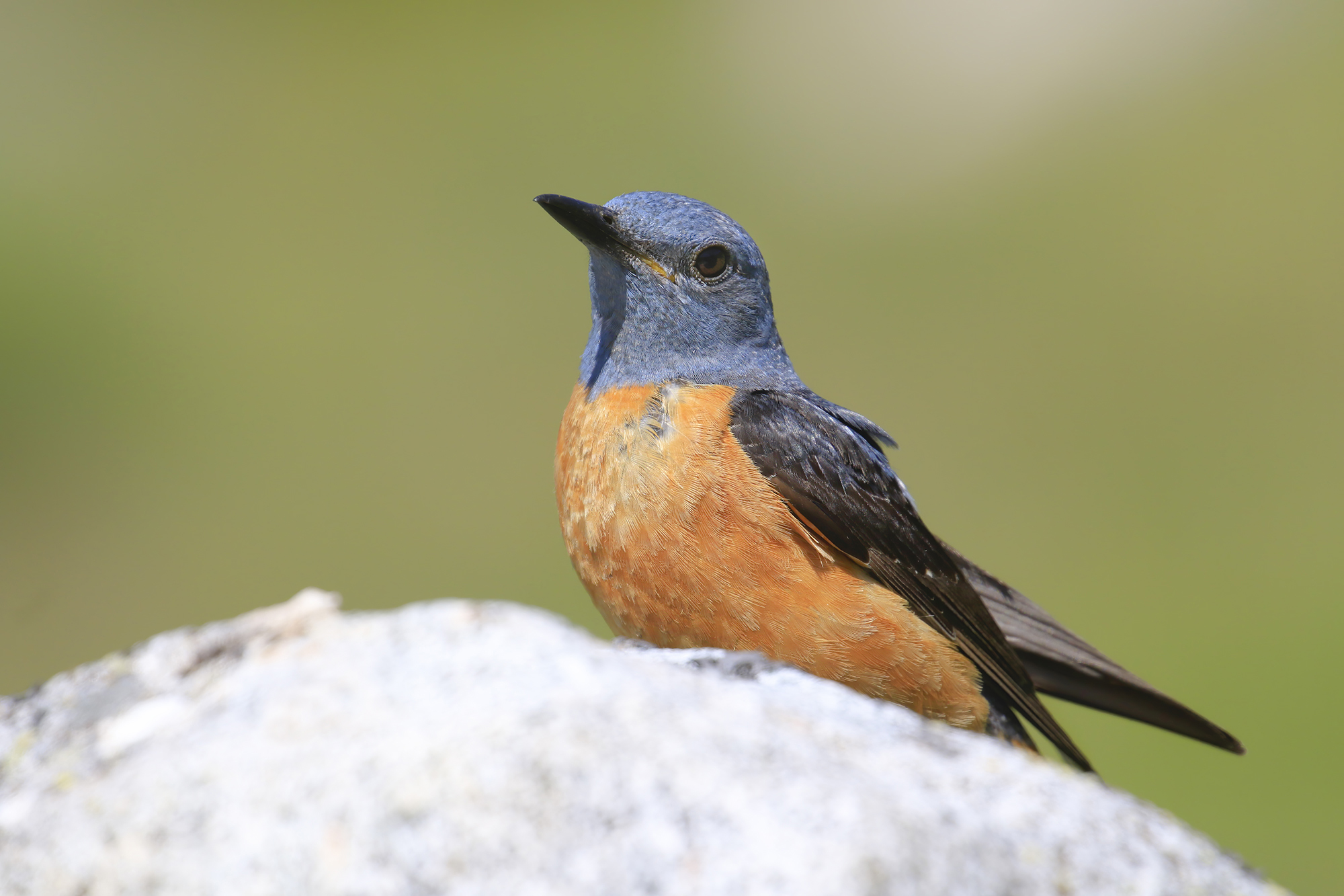 i magici colori del codirossone