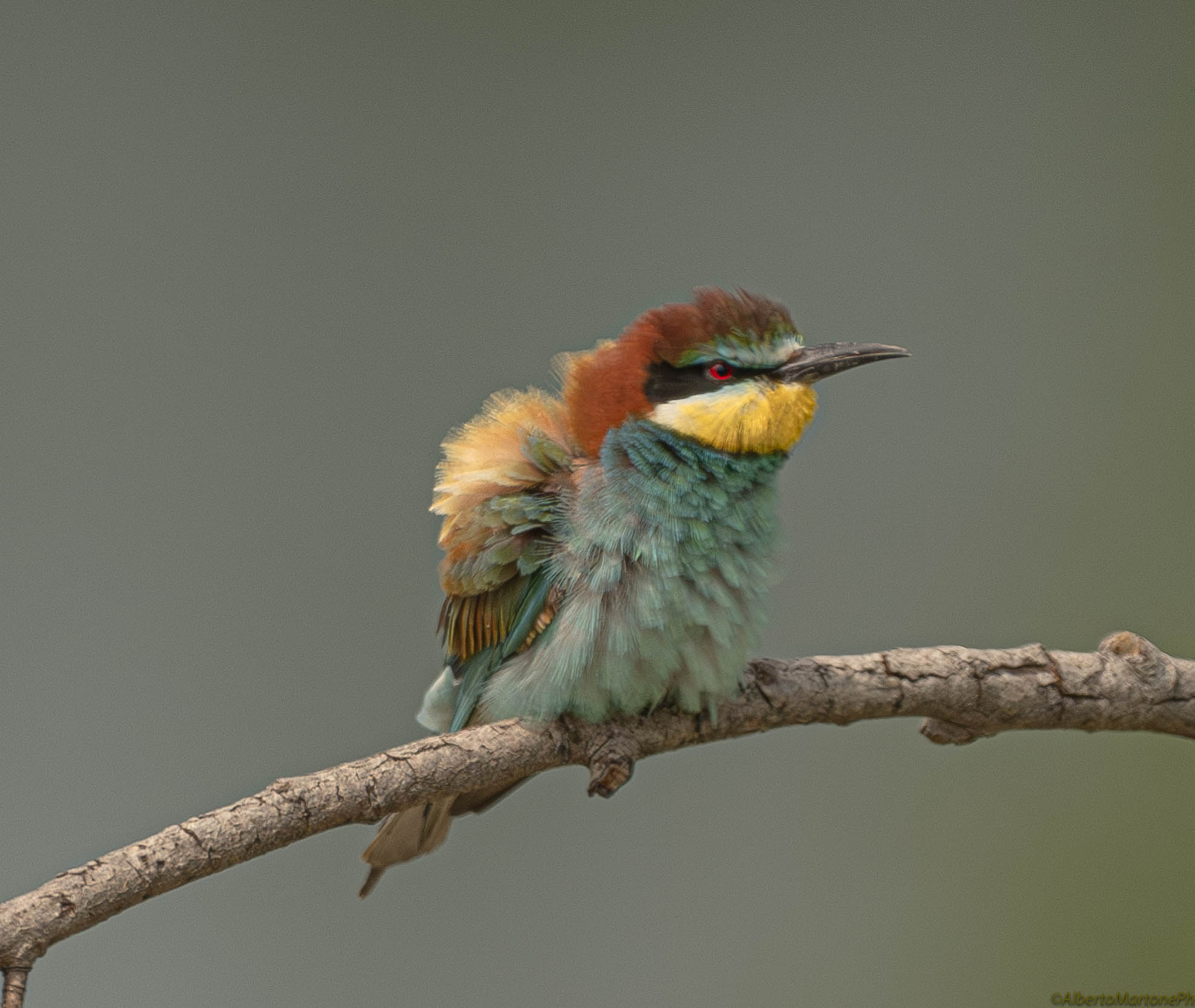 bee-eater