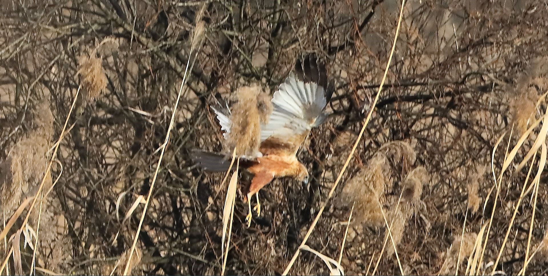 Falco di palude 03-02-2023