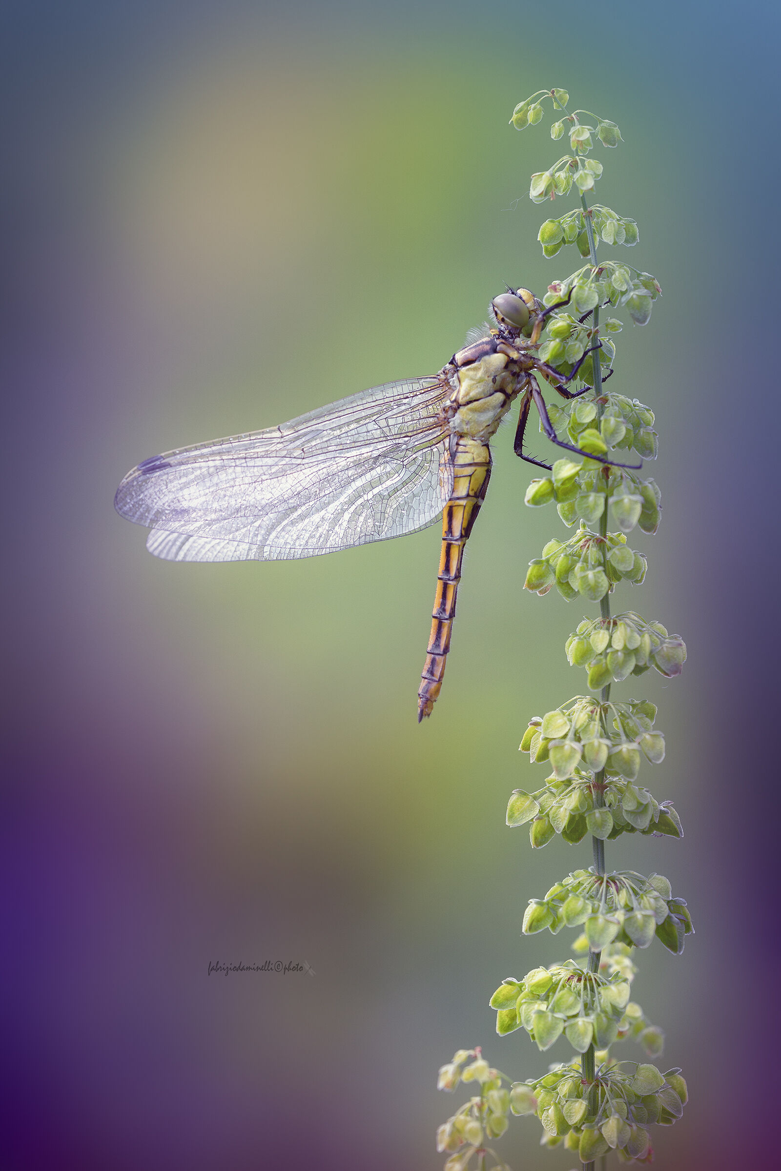 Orthetrum cancellatum - Black-tailed Skimmer - new born