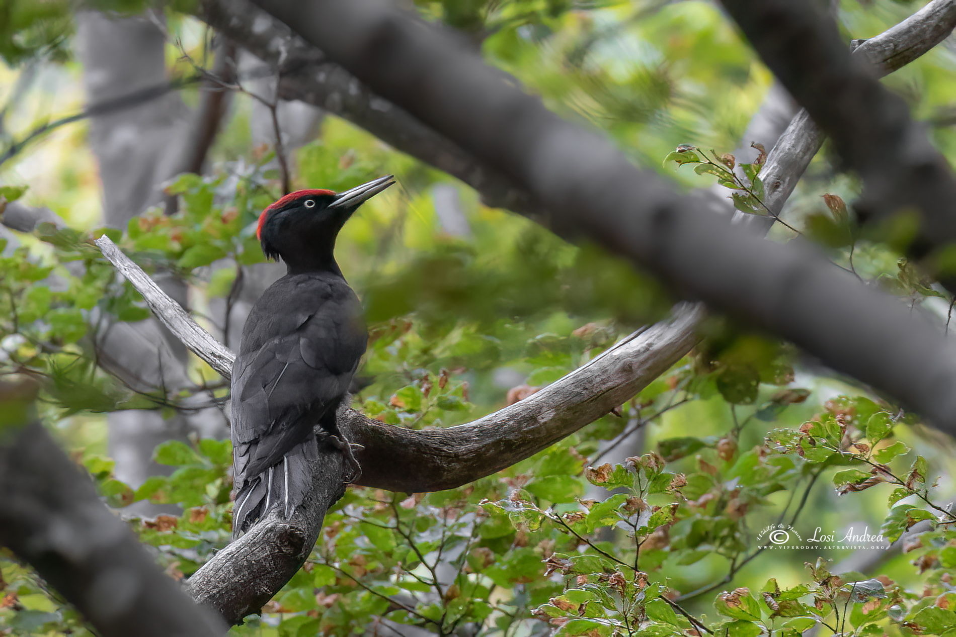 Male black woodpecker