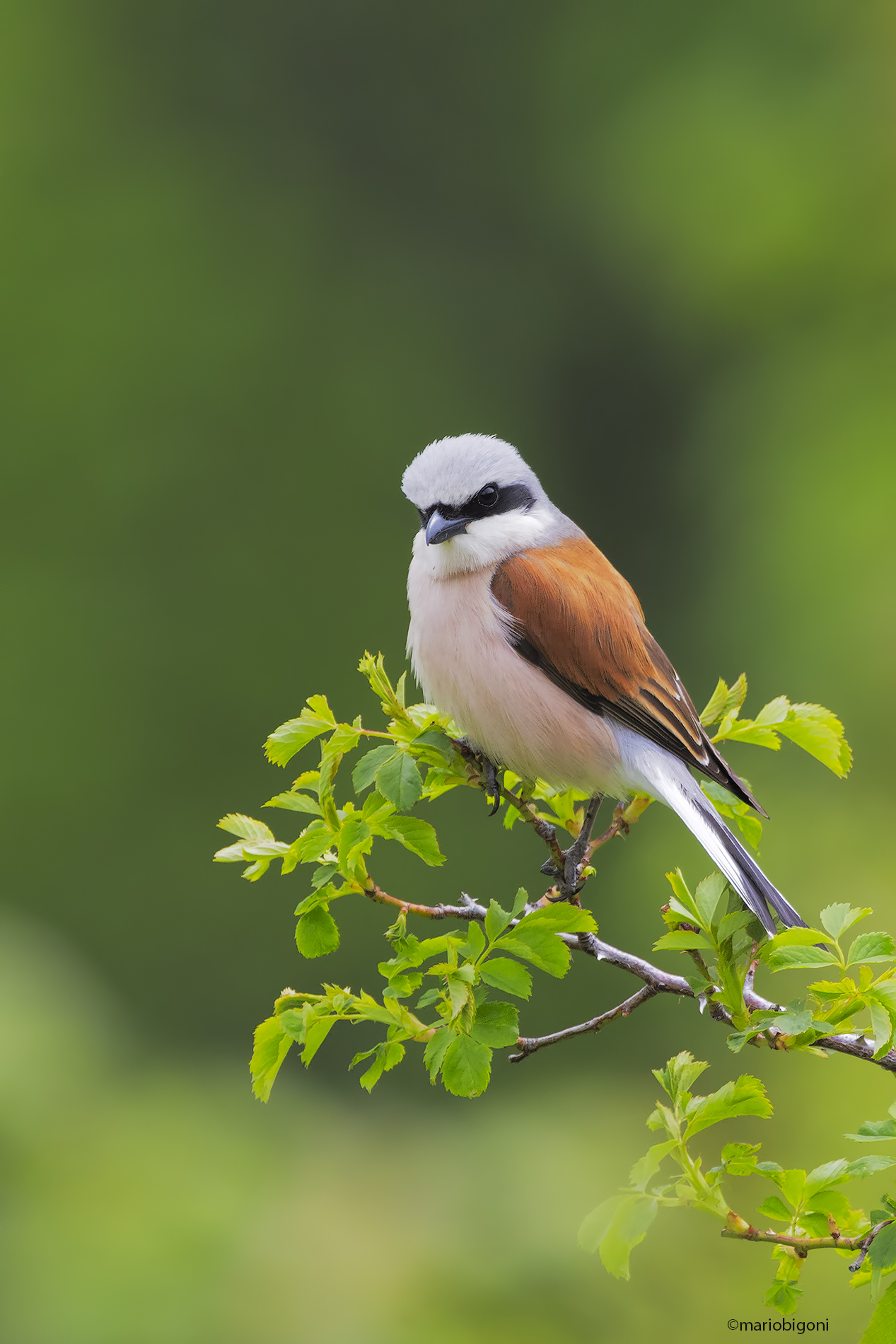 Red-backed shrike