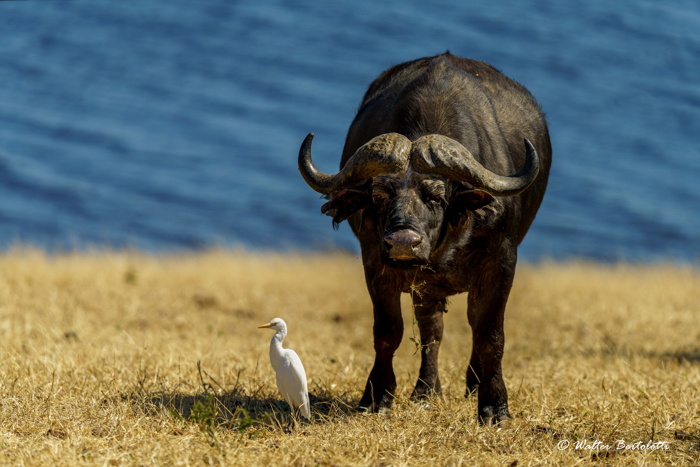 il bufalo e la guardia del corpo
