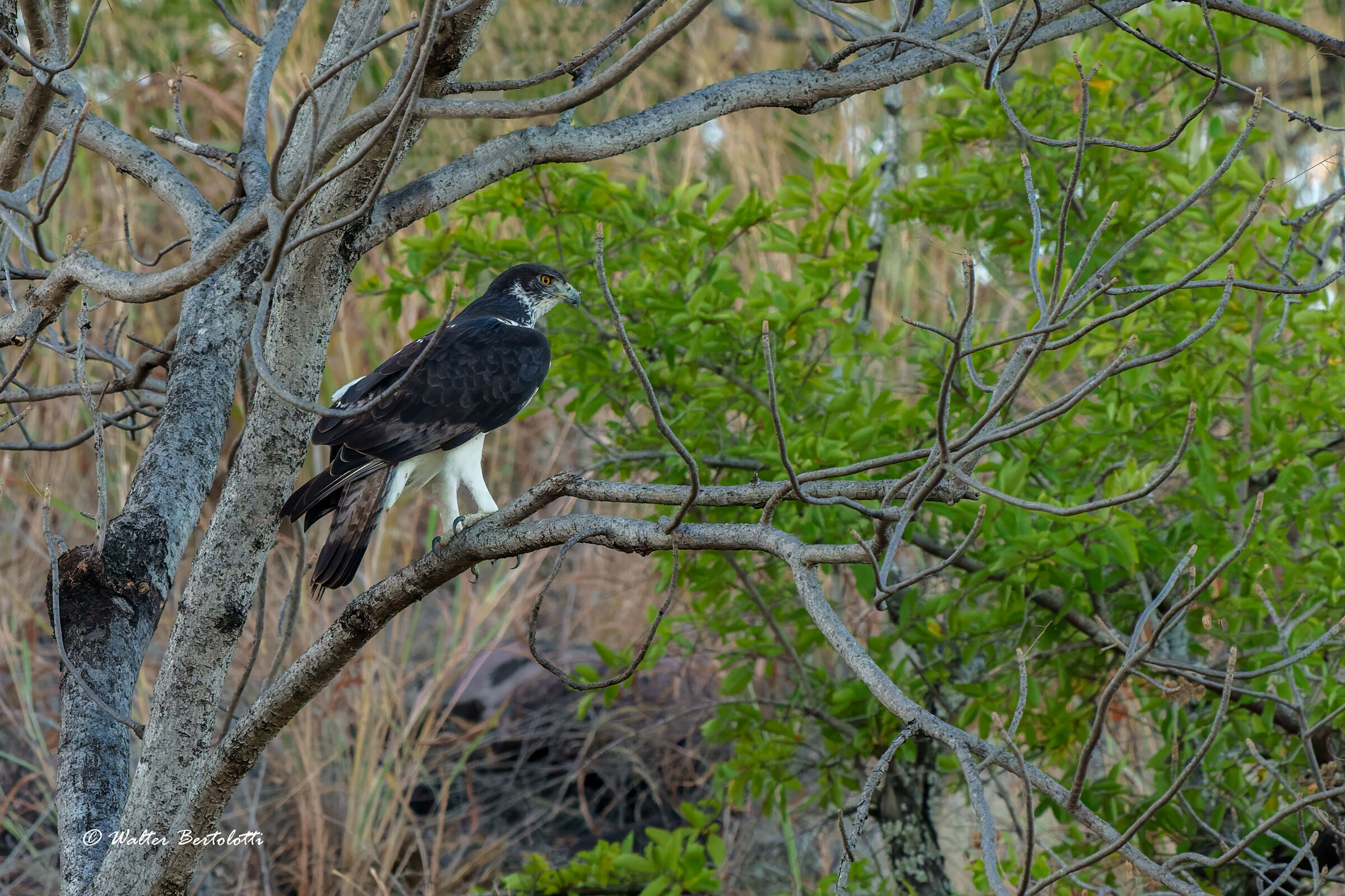 Aquila minore africana