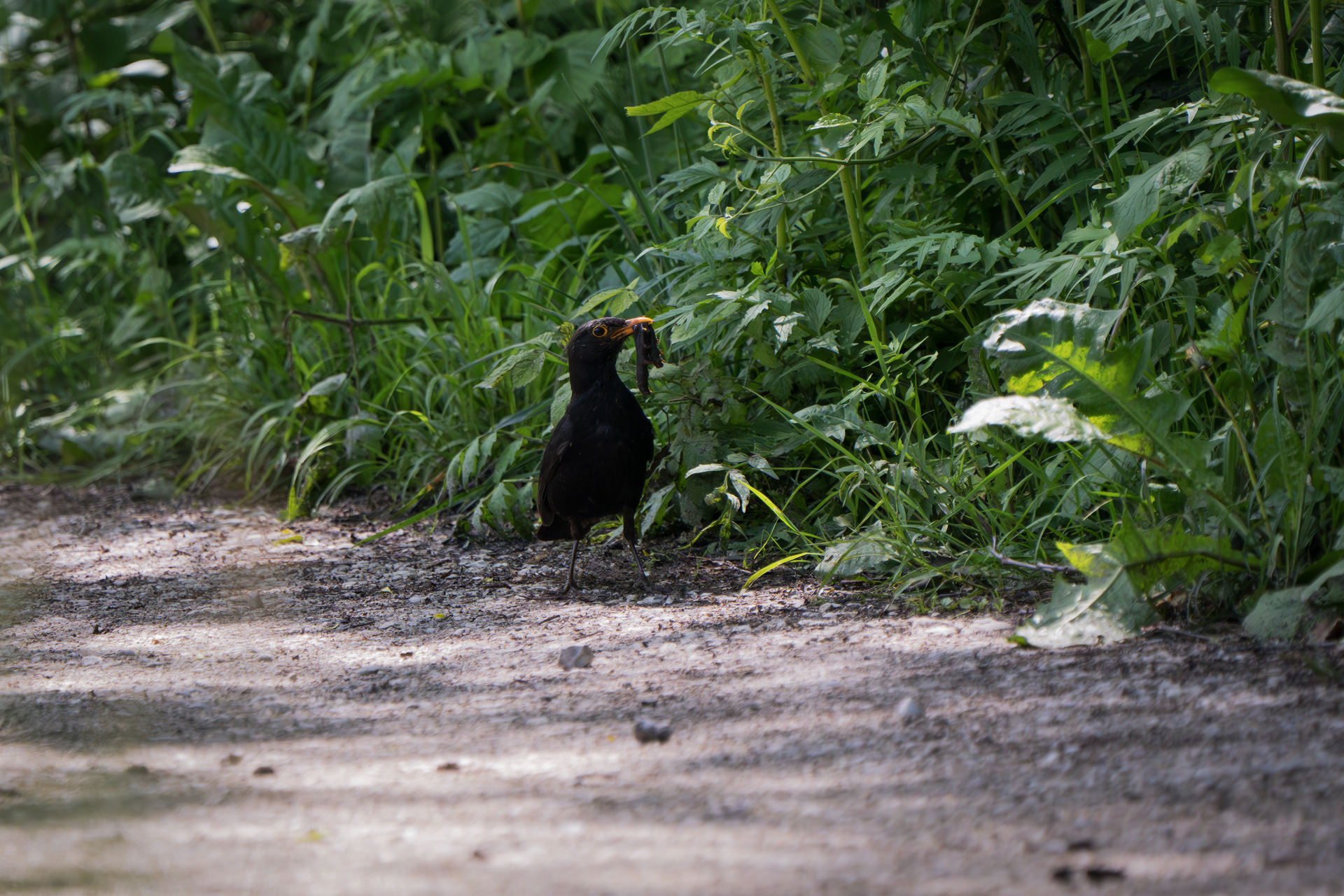 Blackbird with prey