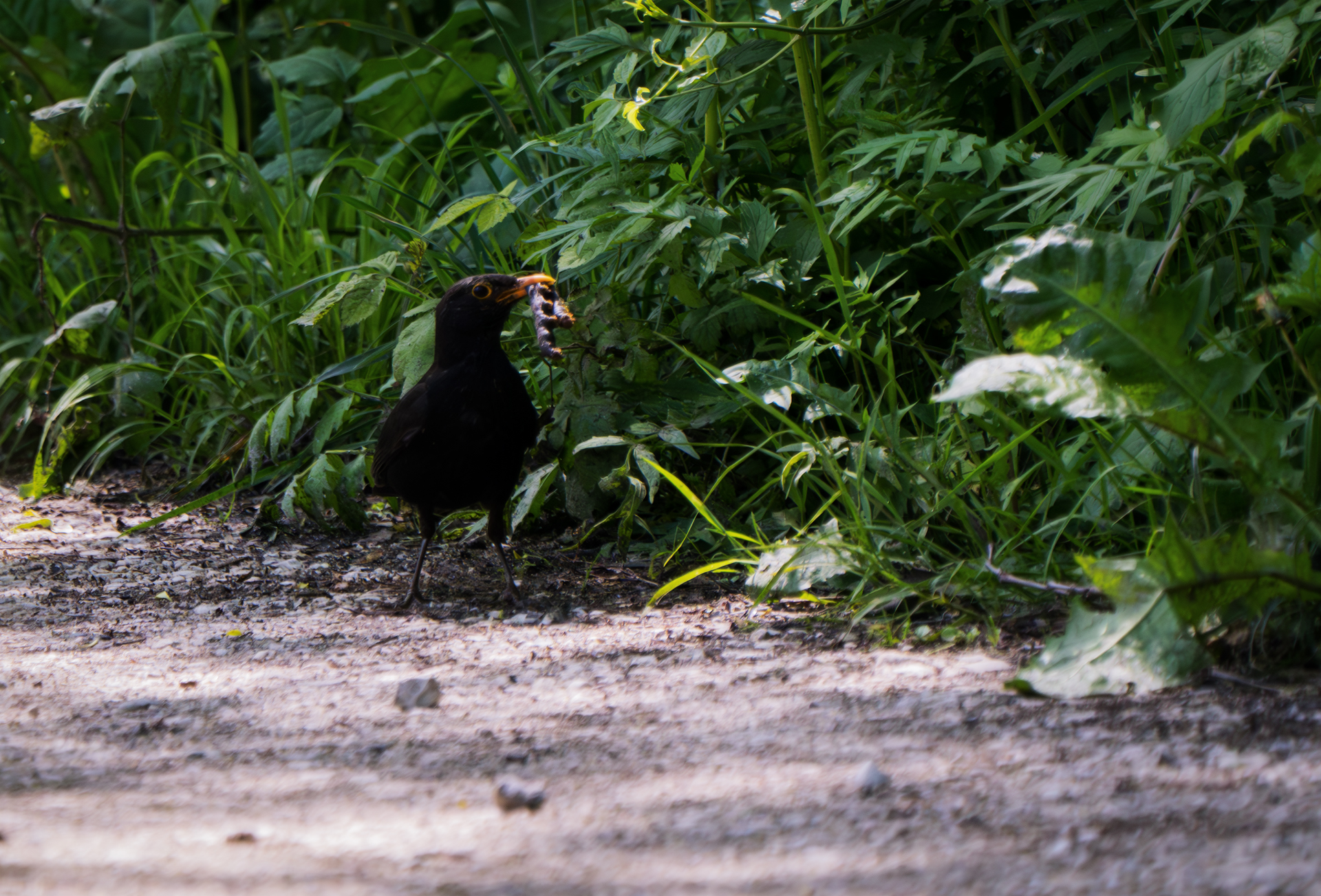 Blackbird with prey