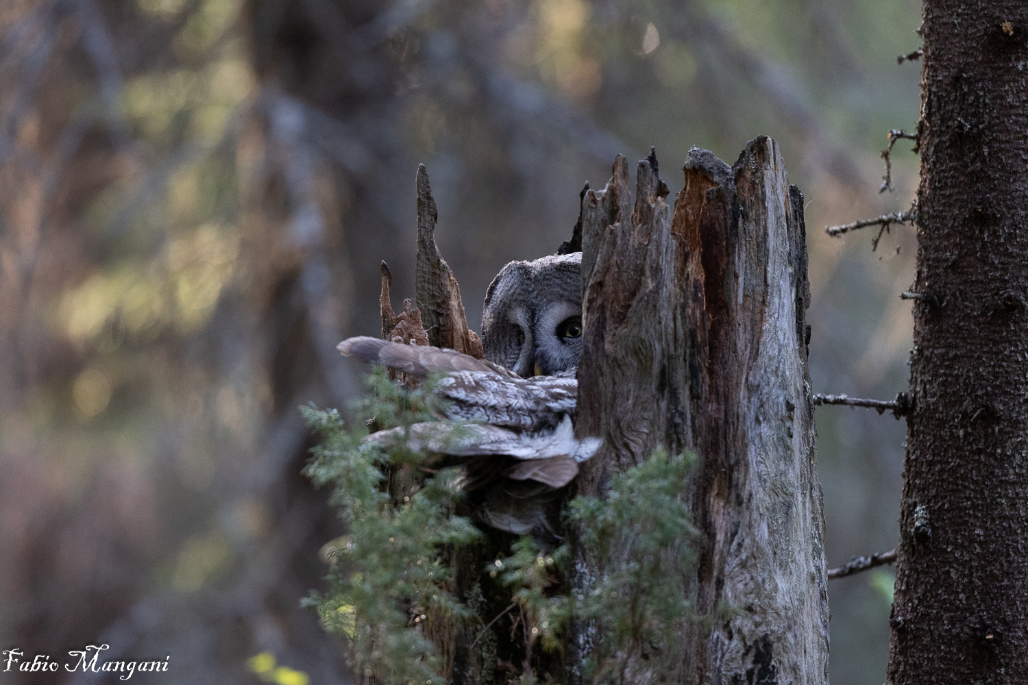 Allocco di Lapponia in cova