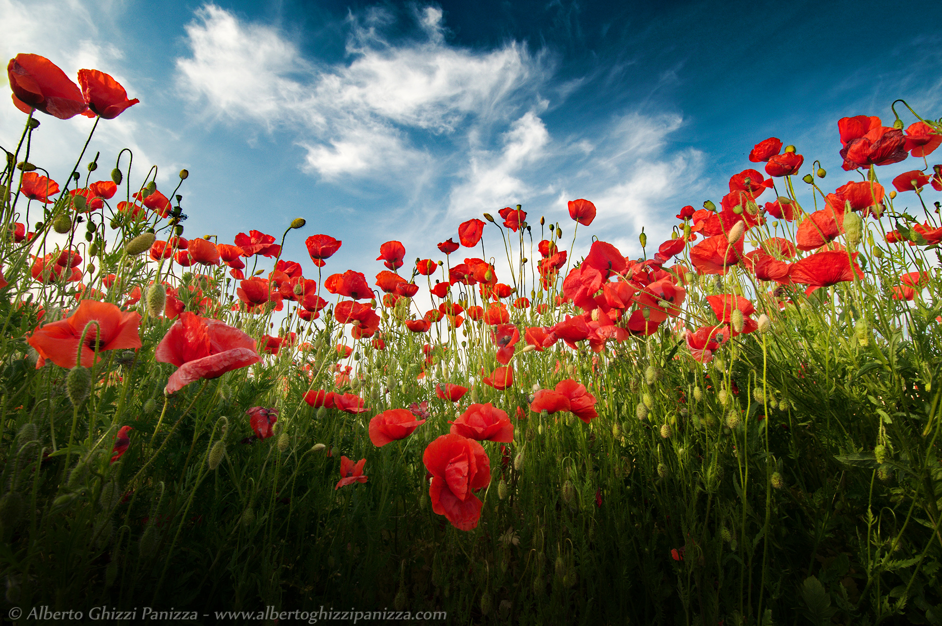 Oblivion among poppies
