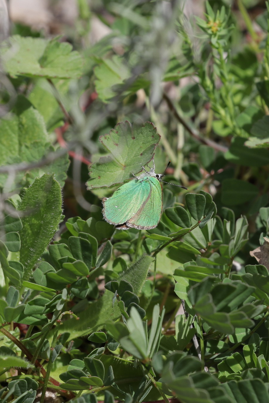 Callophrys rubi