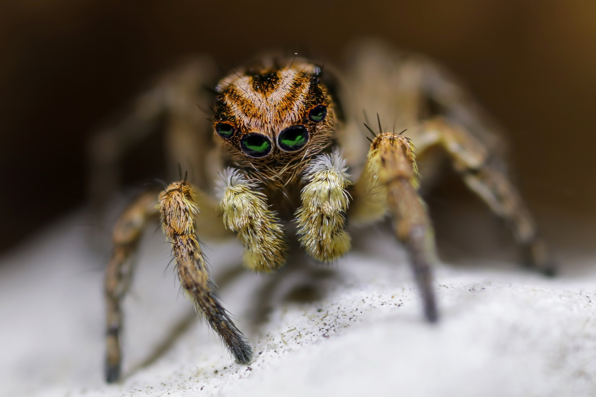 Aelurillus v-insignitus