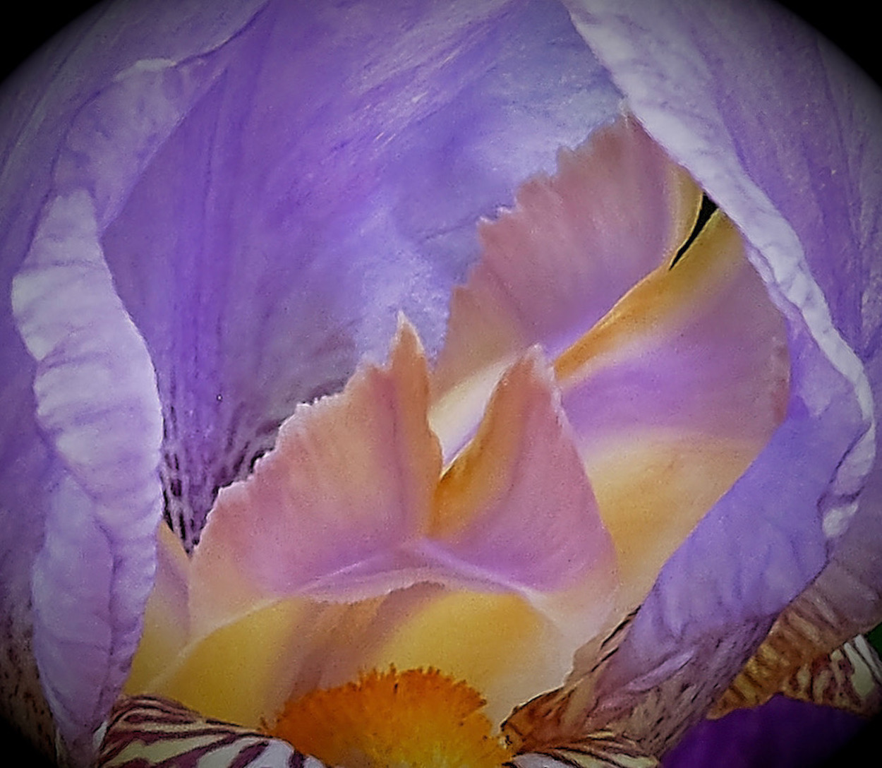 Iris (Giaggiolo)