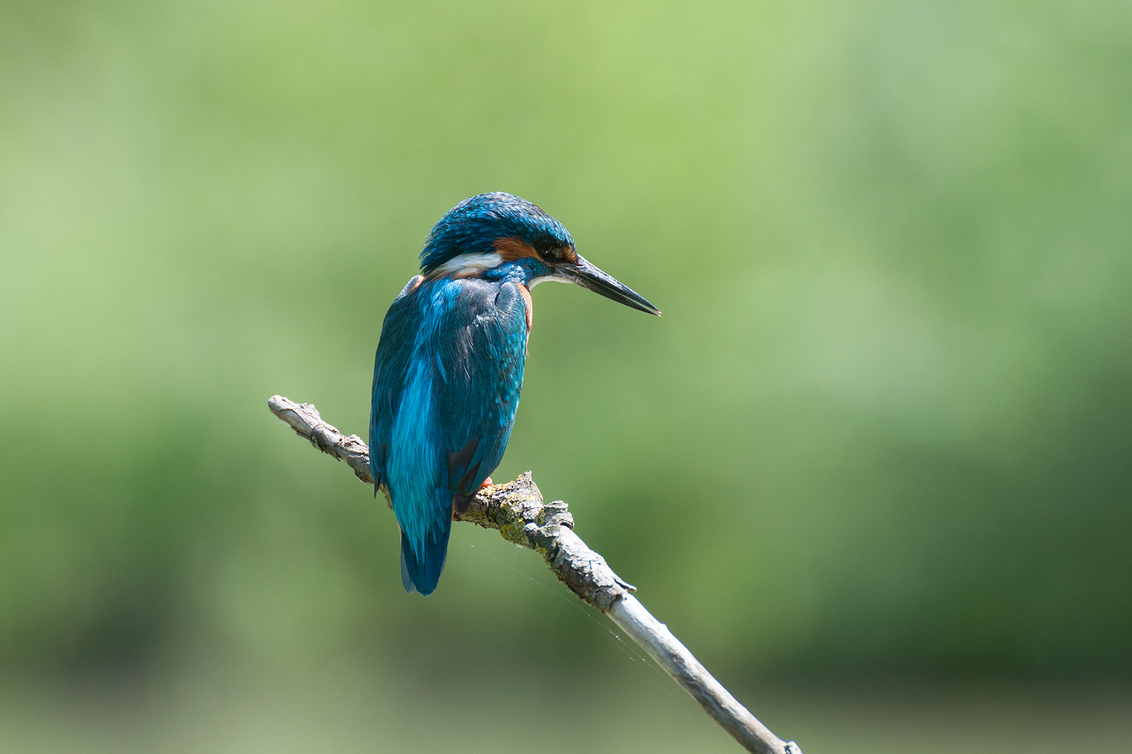 That light in the eye ...