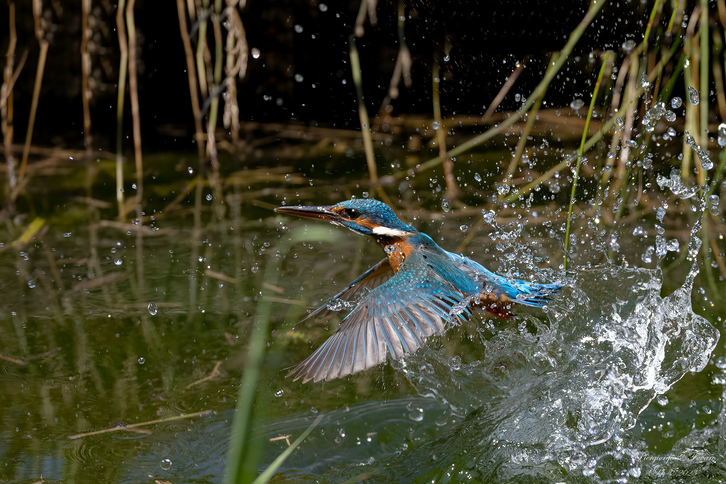 Kingfisher
