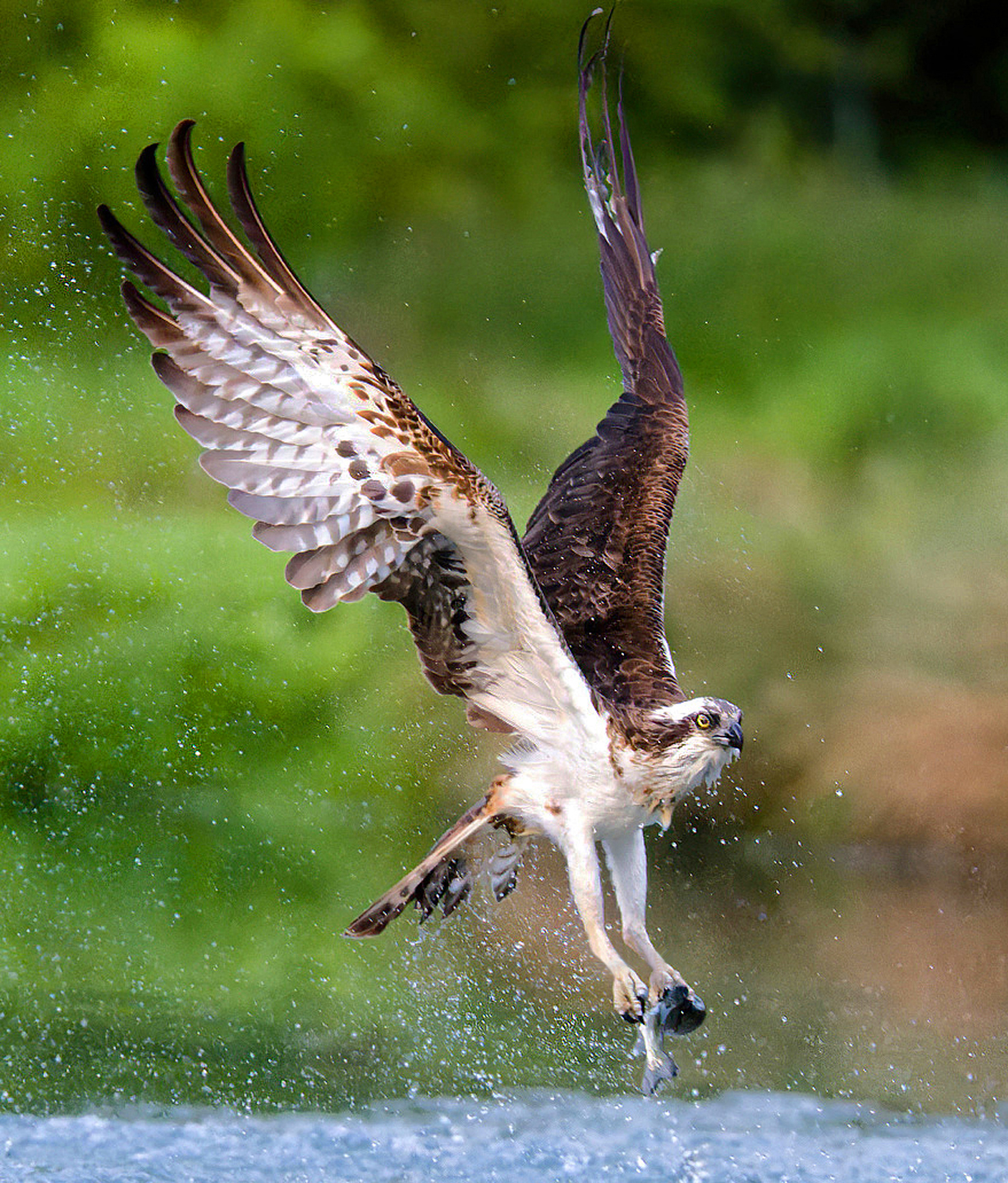 Falco pescatore