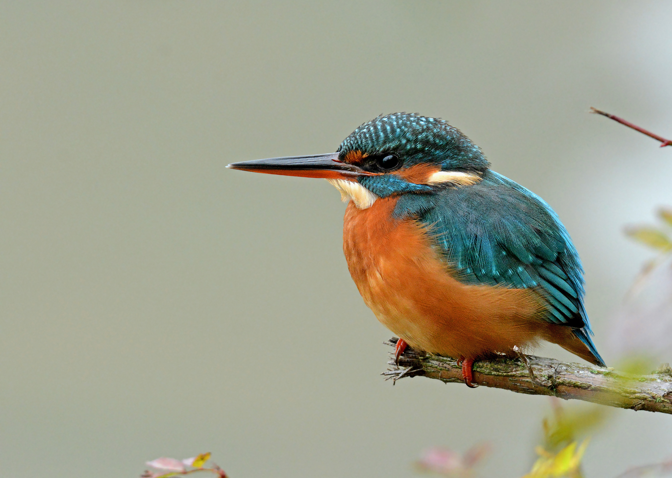 Kingfisher